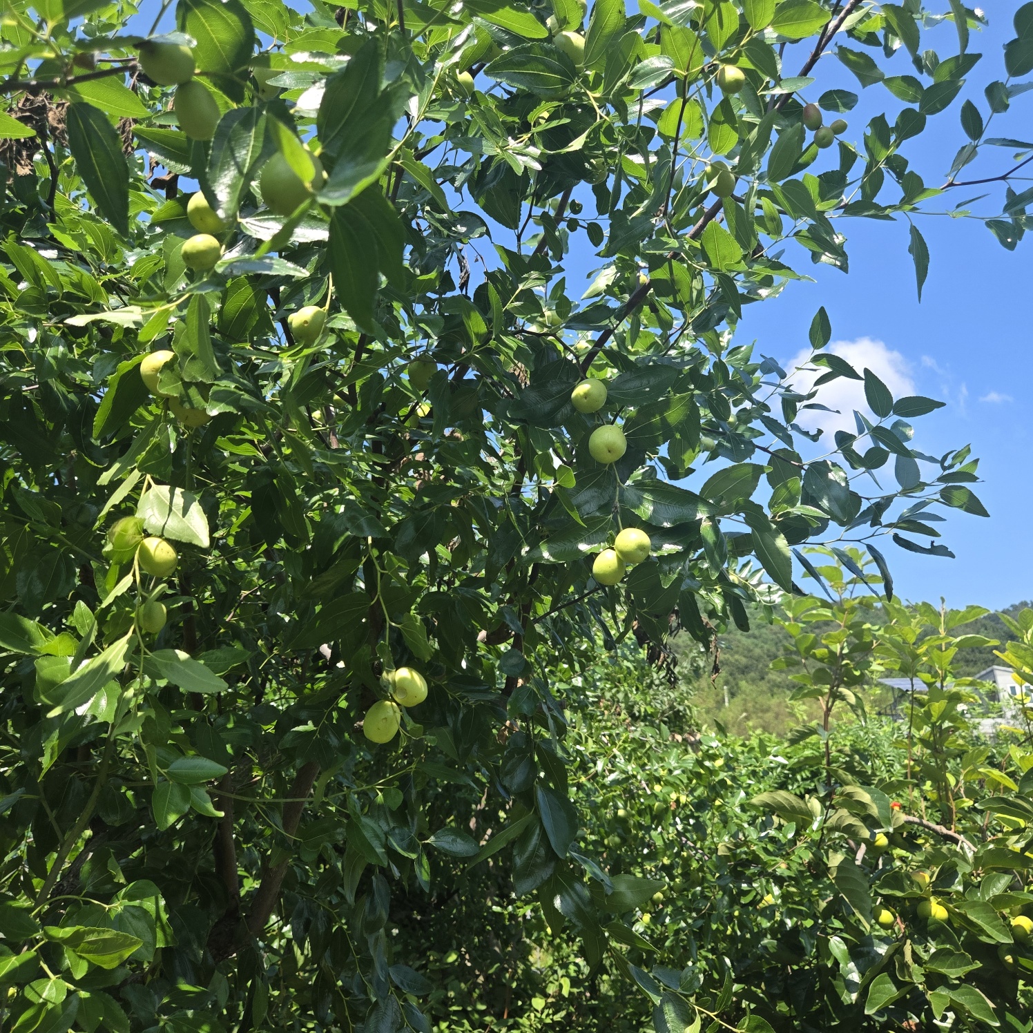 꽃들이 만발 화원같은 전원주택. 사진 - 17