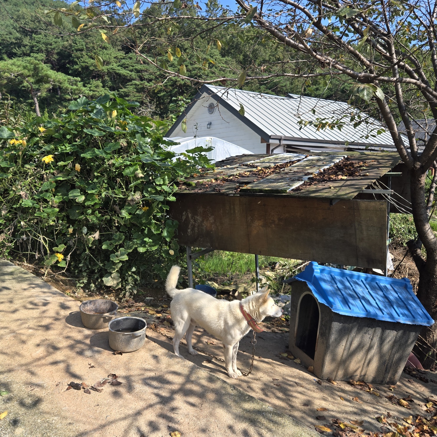 청정공기전원주택 사진 - 6