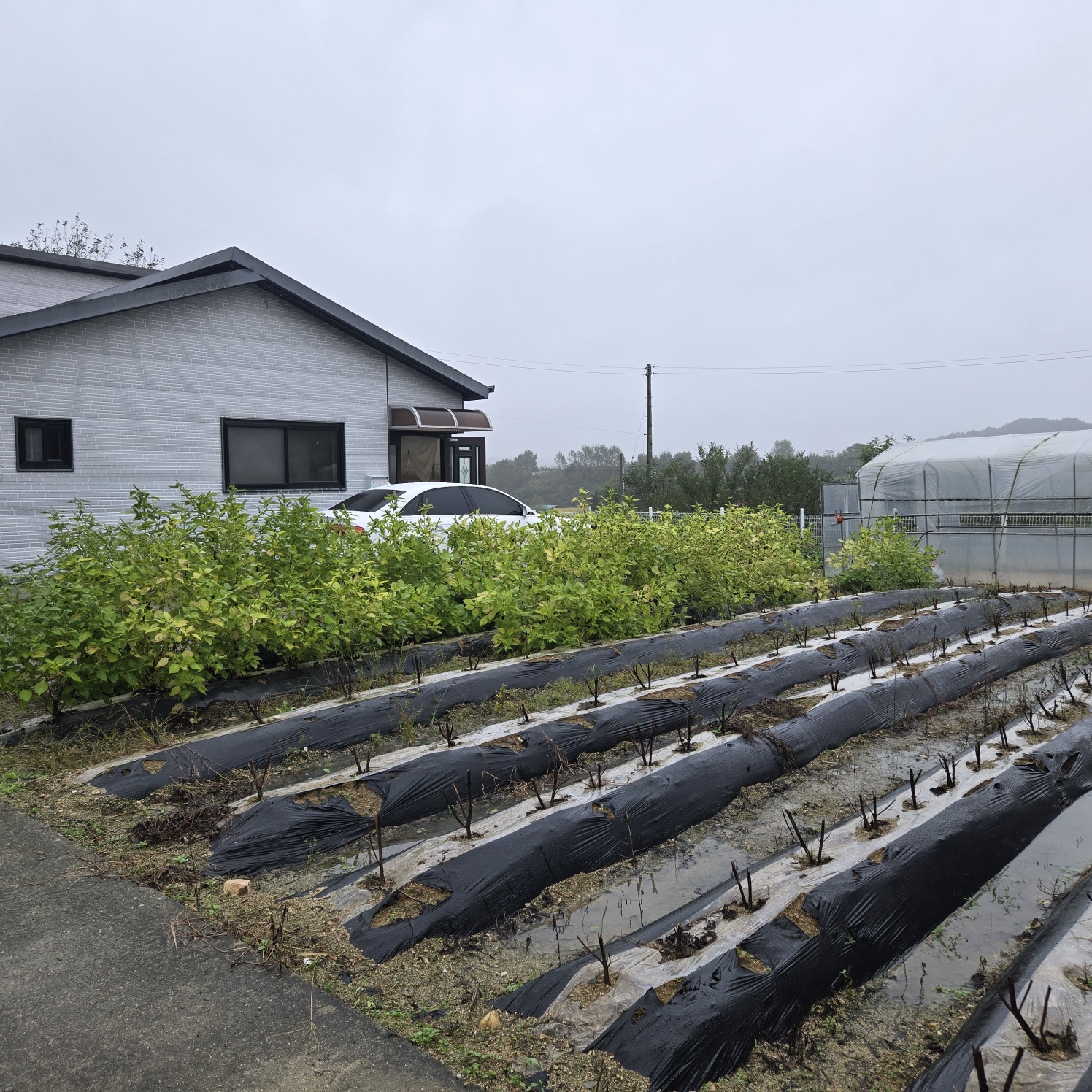 급 성주 I.C근처전원주택매매임대 사진 - 6