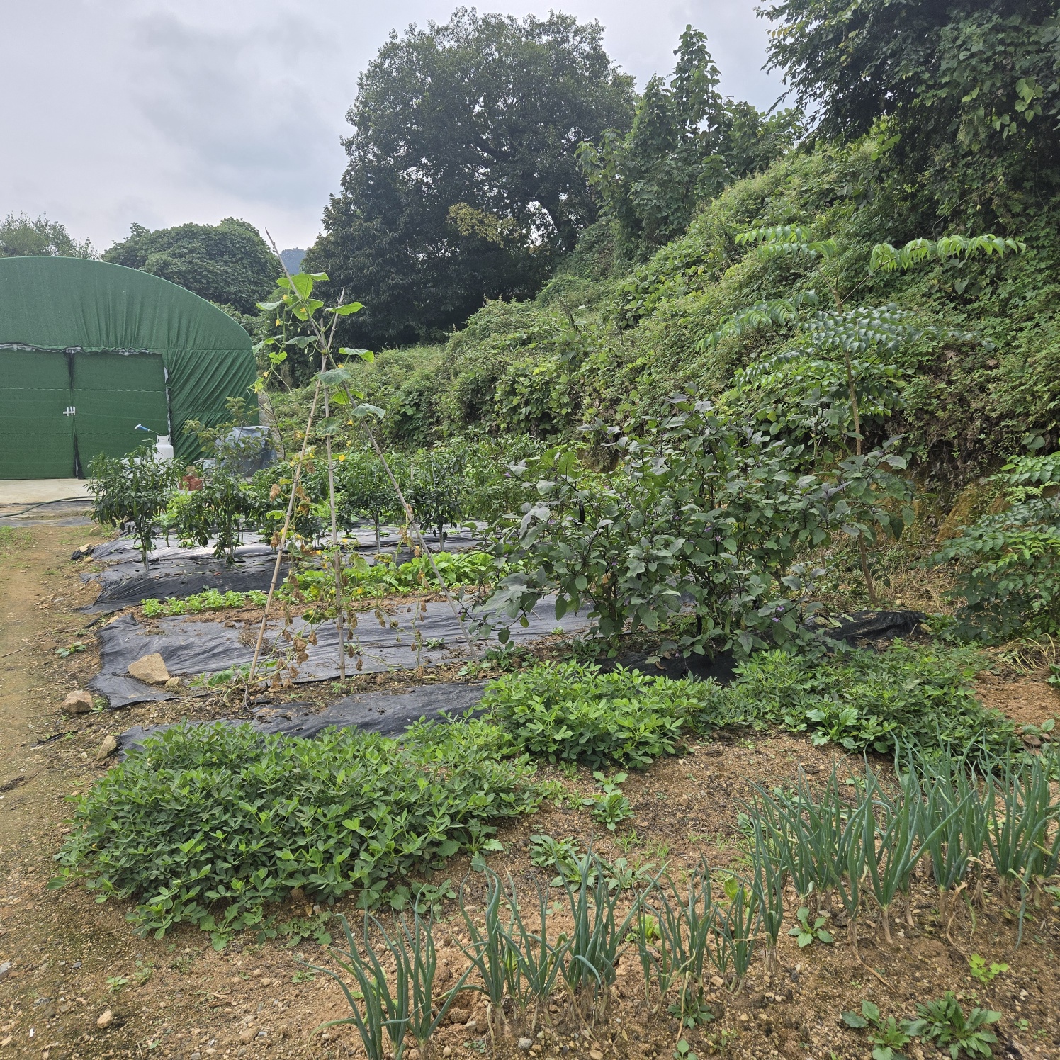 전망좋은 산자락텃밭주택지 사진 - 3