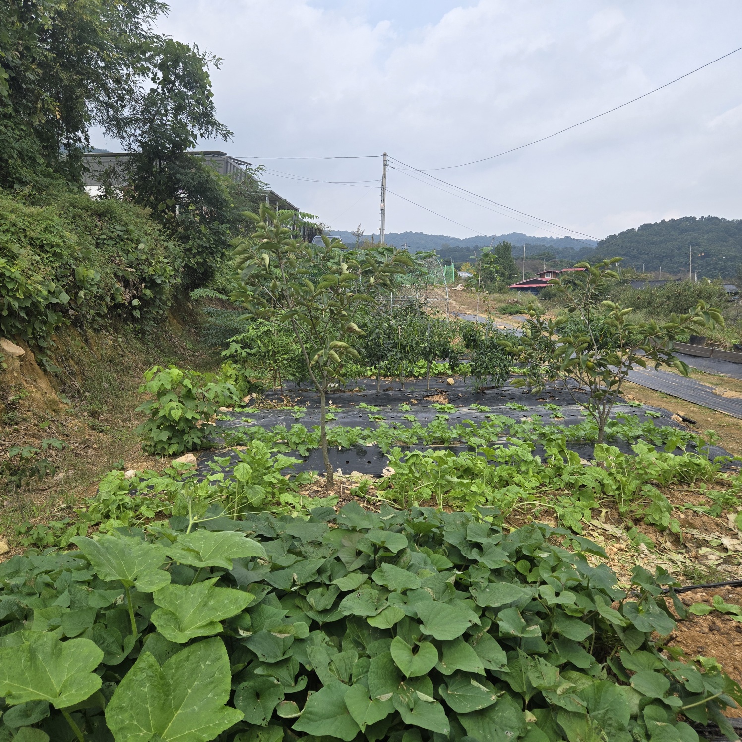 전망좋은 산자락텃밭주택지 사진 - 4