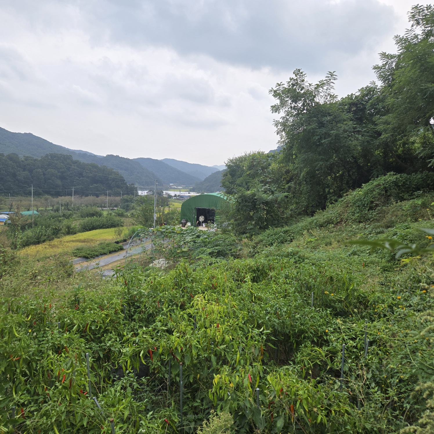 전망좋은 산자락텃밭주택지 사진 - 5