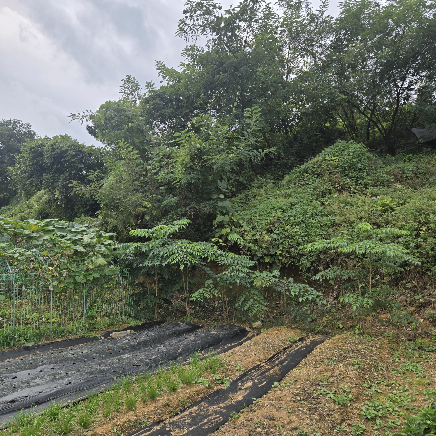 전망좋은 산자락텃밭주택지 사진 - 6
