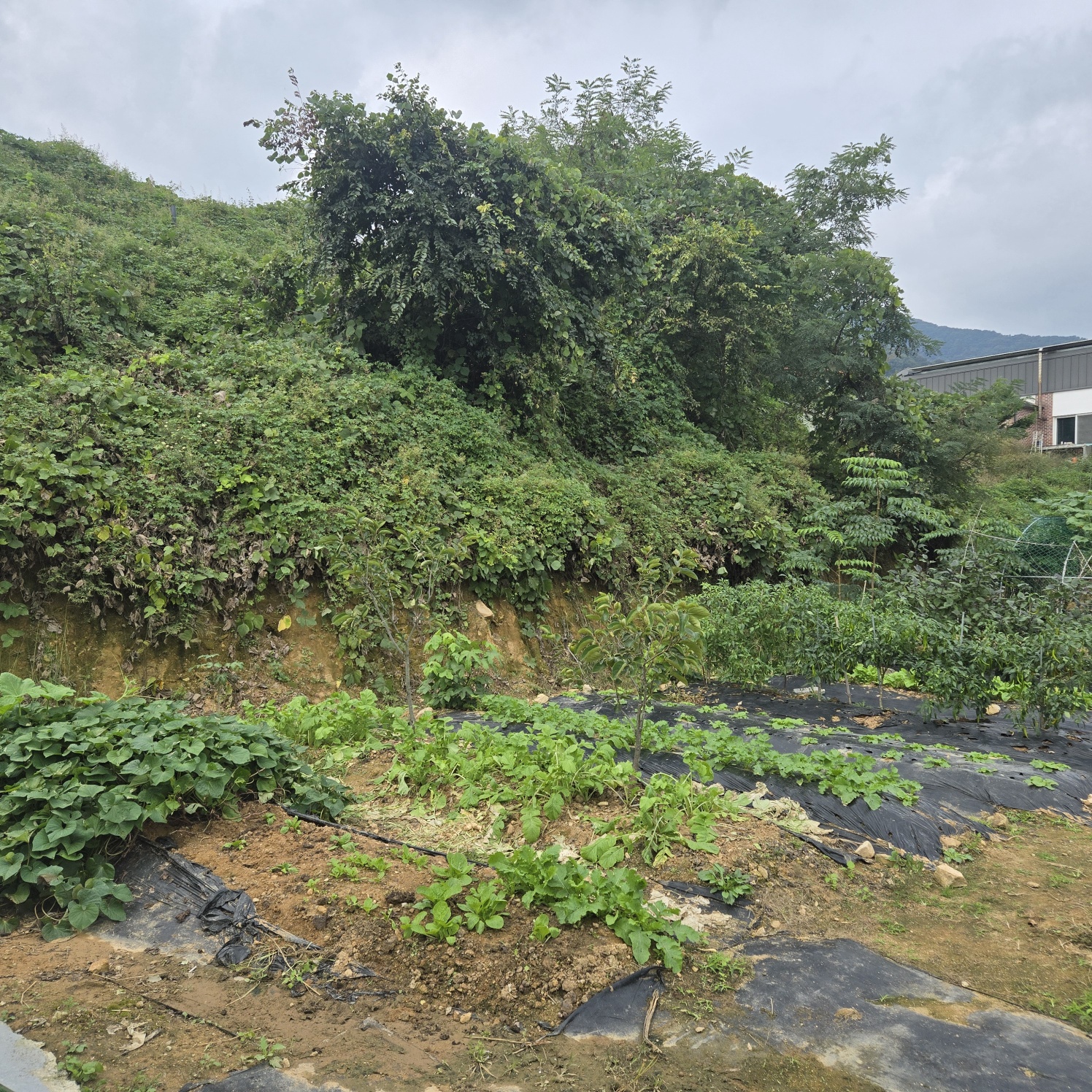 전망좋은 산자락텃밭주택지 사진 - 16