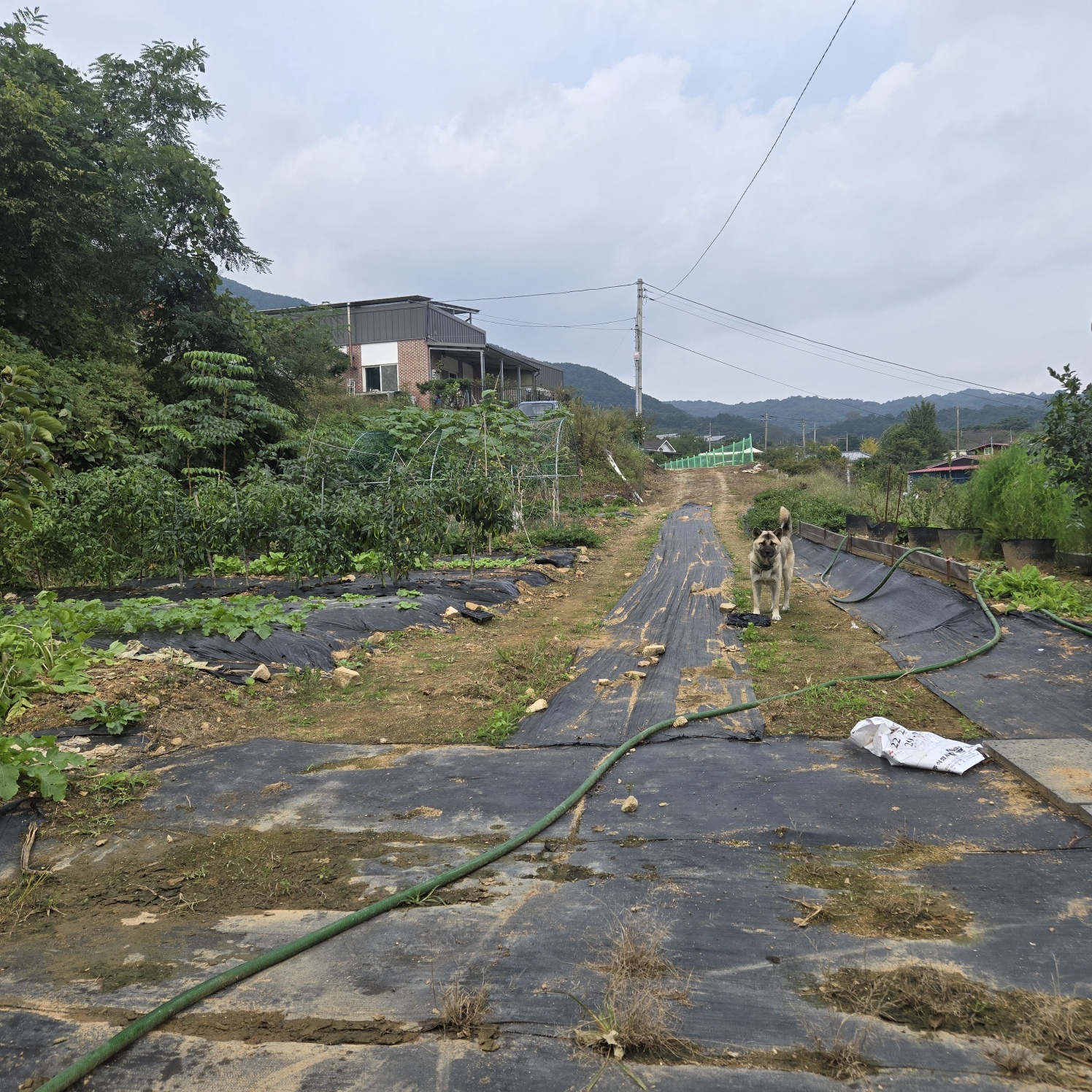 전망좋은 산자락텃밭주택지 사진 - 19