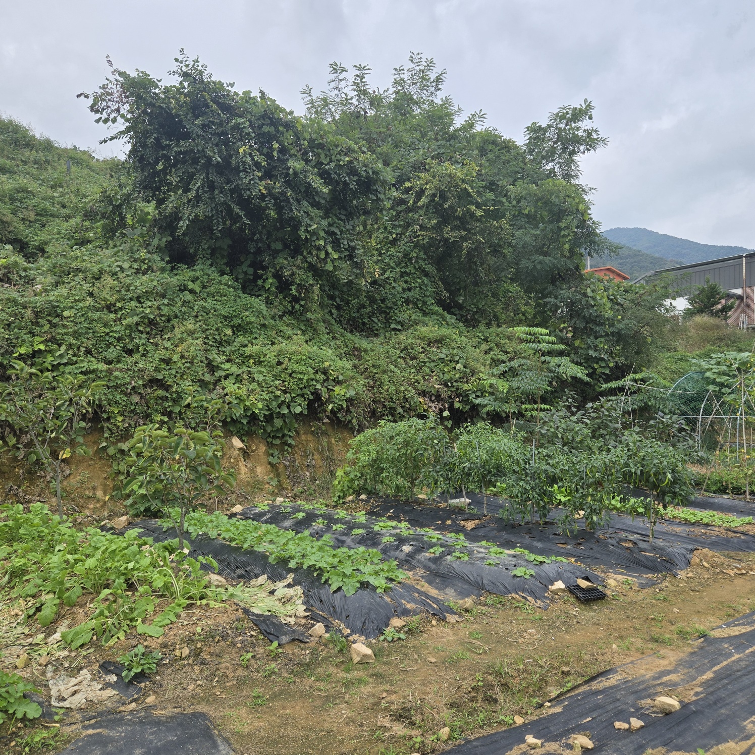 전망좋은 산자락텃밭주택지 사진 - 21