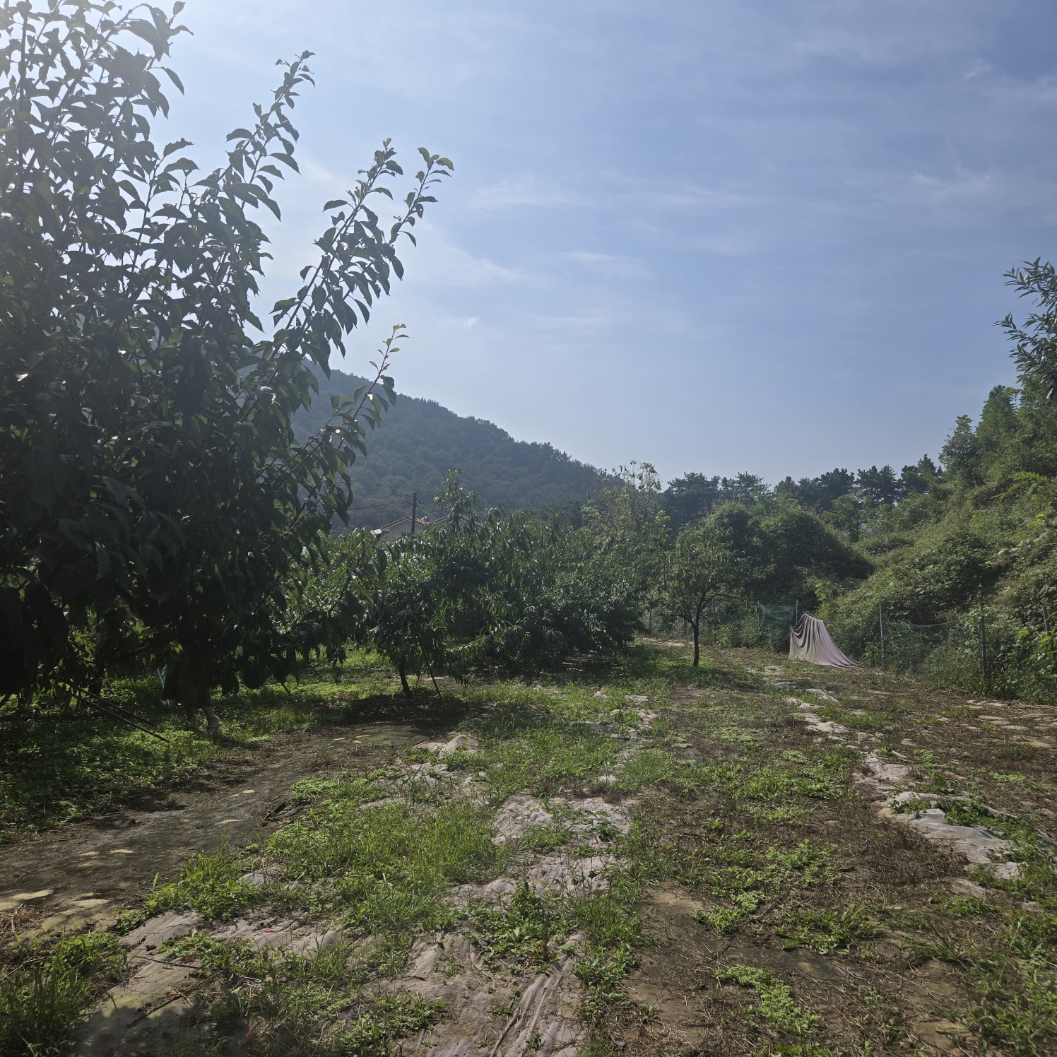 선남 산자락 텃밭주택지 사진 - 7