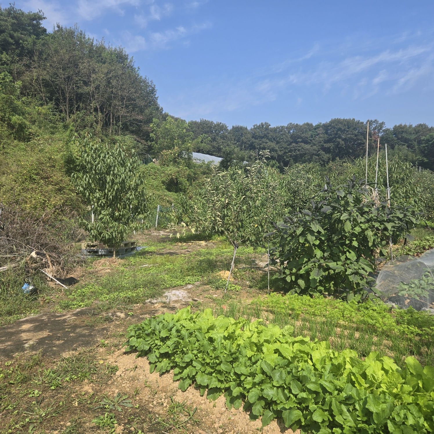 선남 산자락 텃밭주택지 사진 - 5