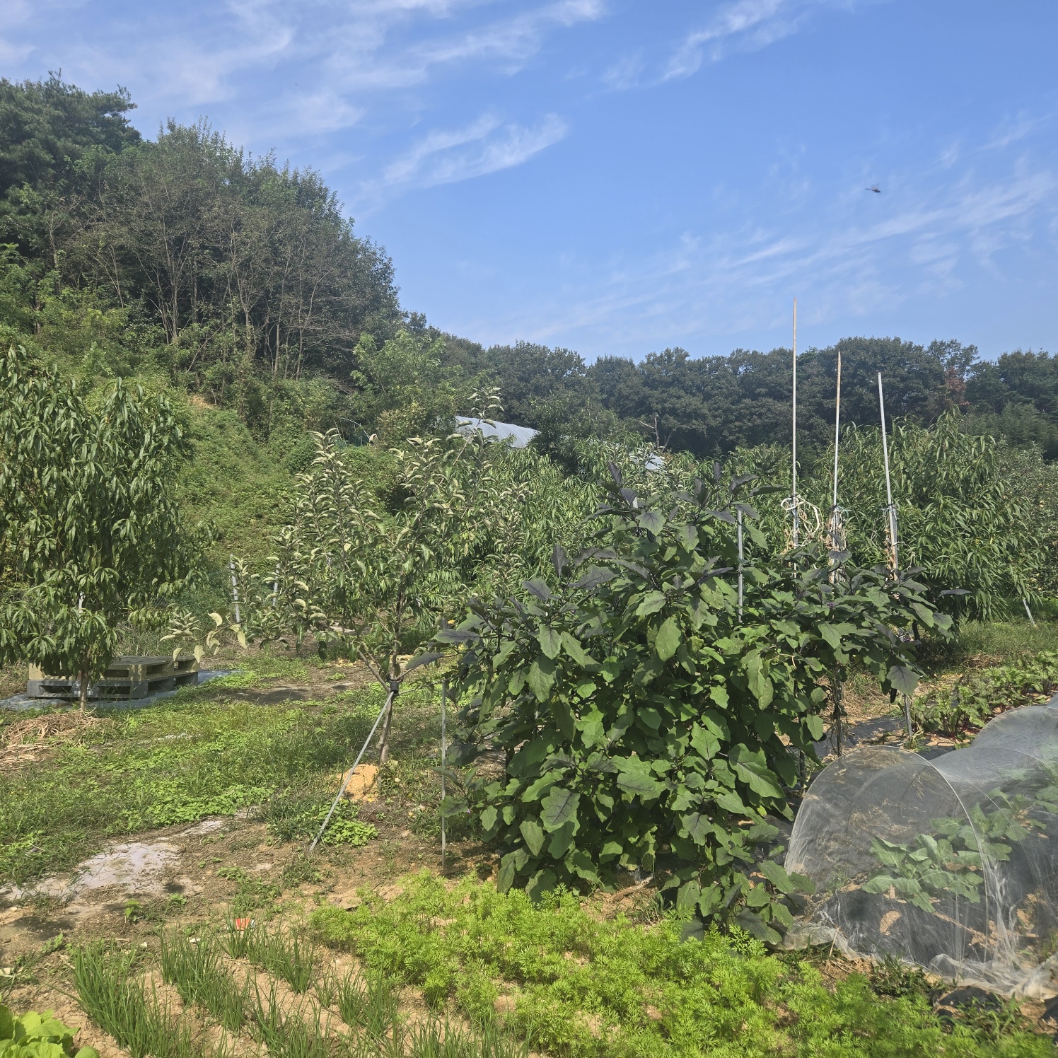 선남 산자락 텃밭주택지 사진 - 6