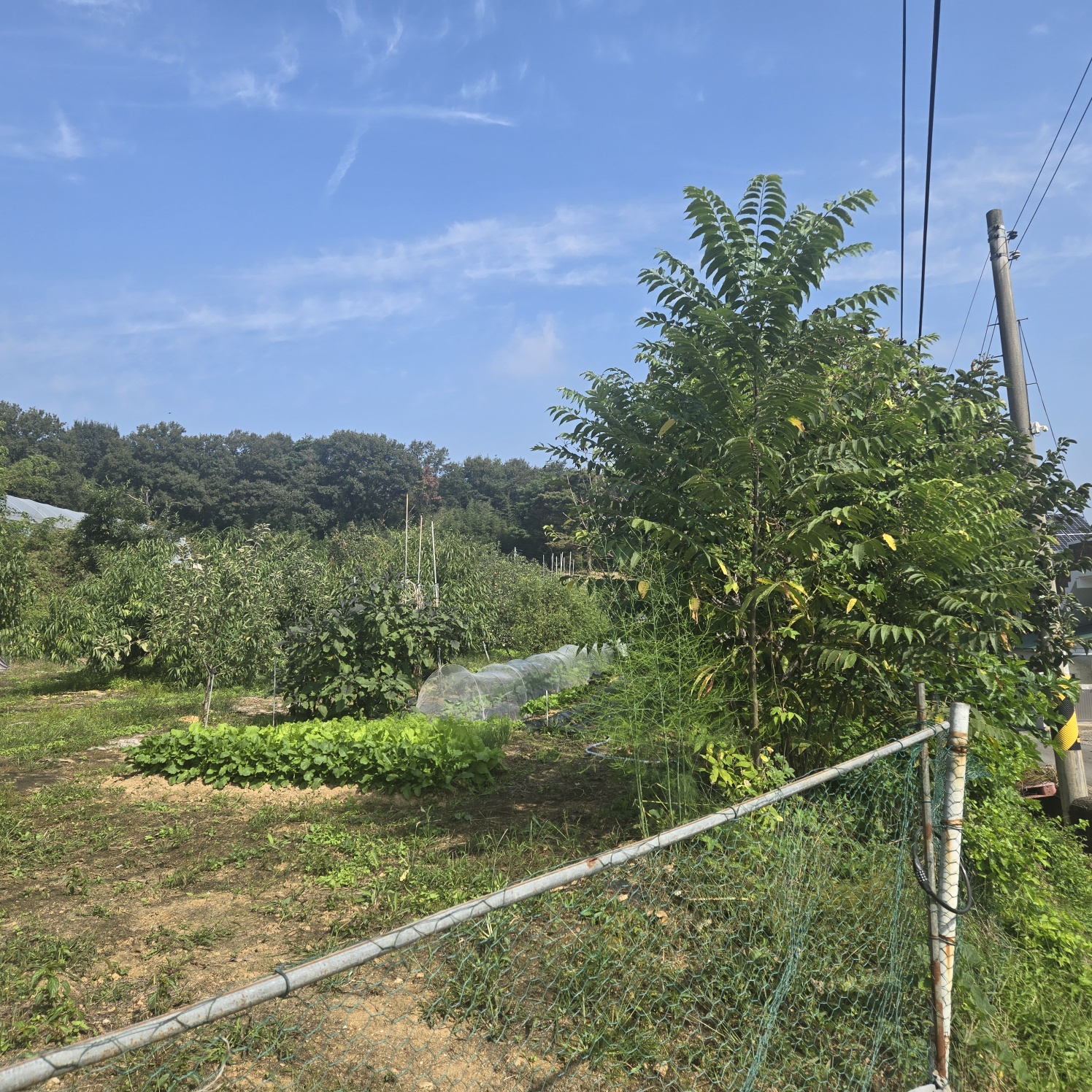 선남 산자락 텃밭주택지 사진 - 3