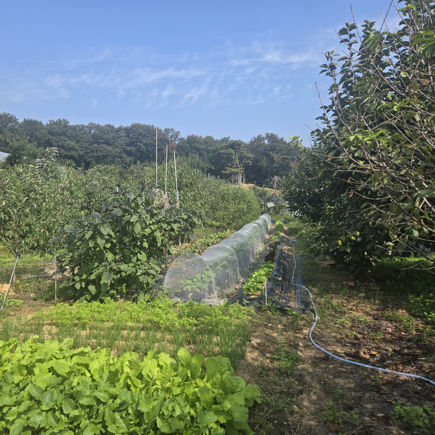 선남 산자락 텃밭주택지 사진 - 4