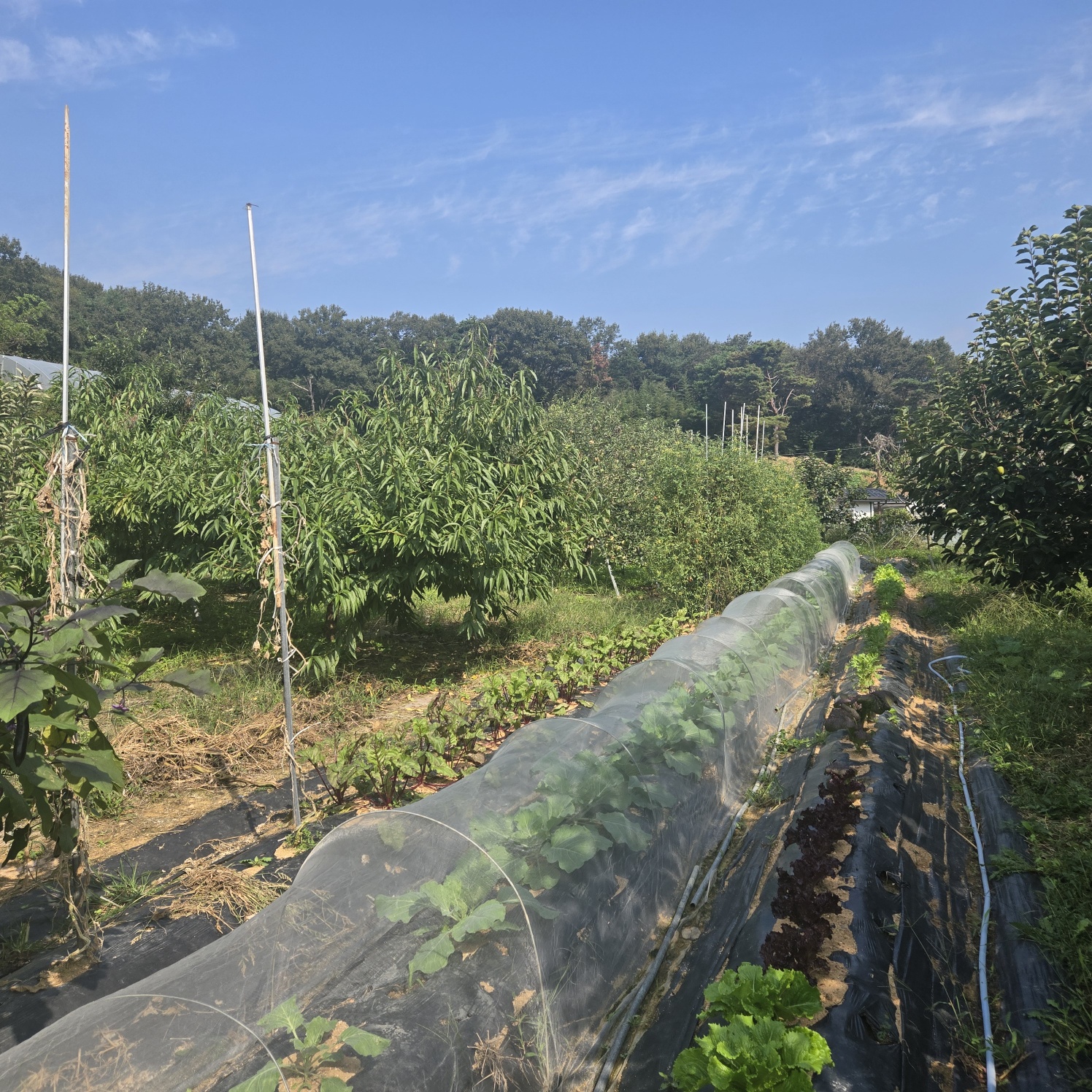 선남 산자락 텃밭주택지 사진 - 8
