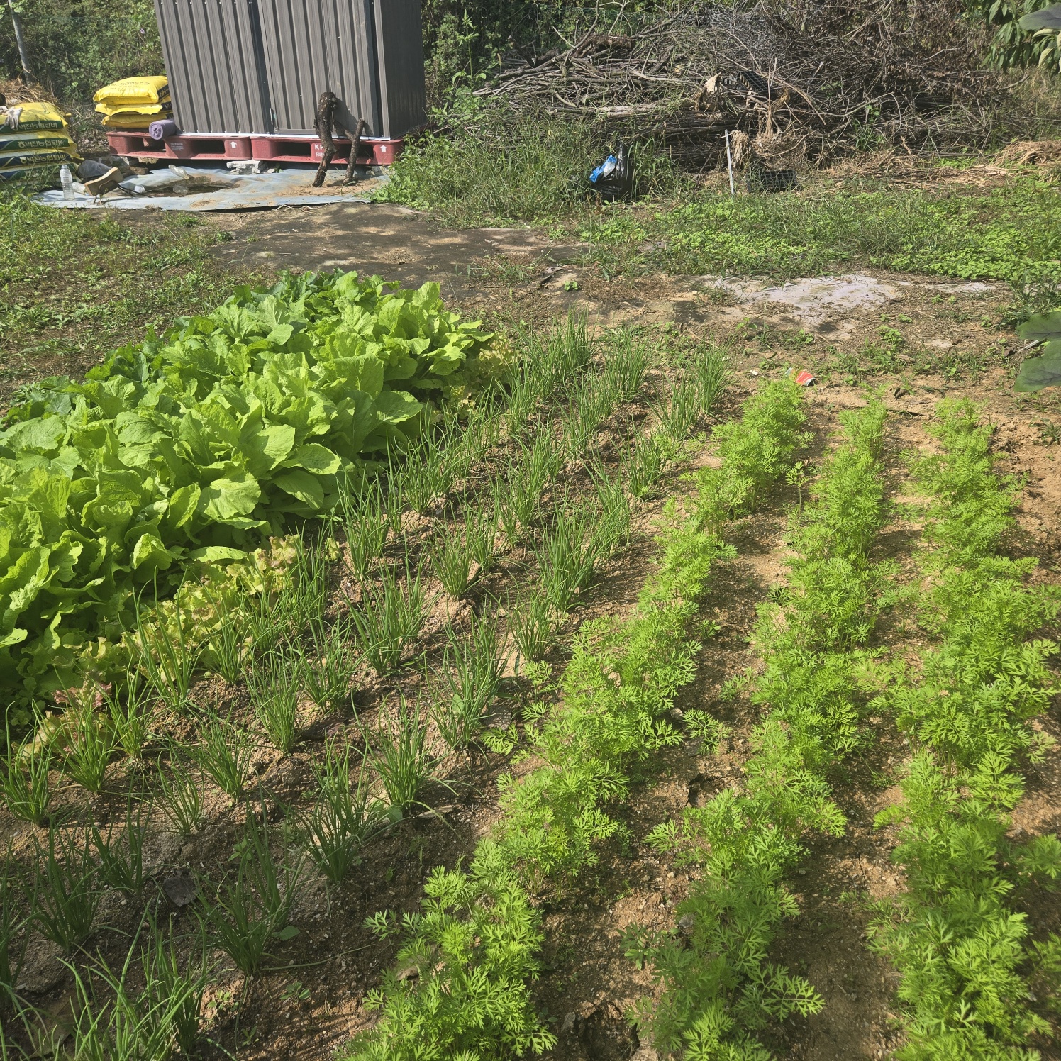 선남 산자락 텃밭주택지 사진 - 12