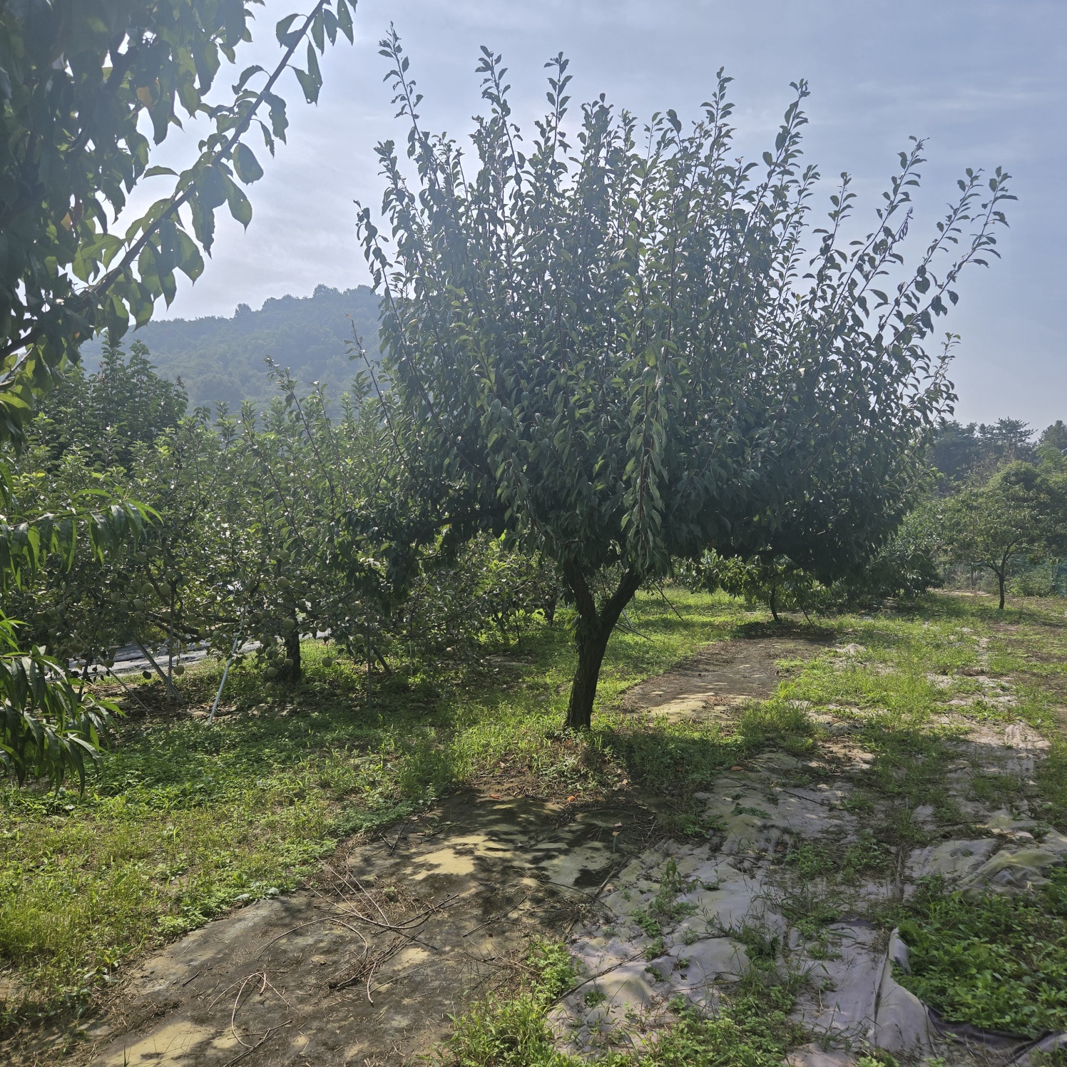 선남 산자락 텃밭주택지 사진 - 15