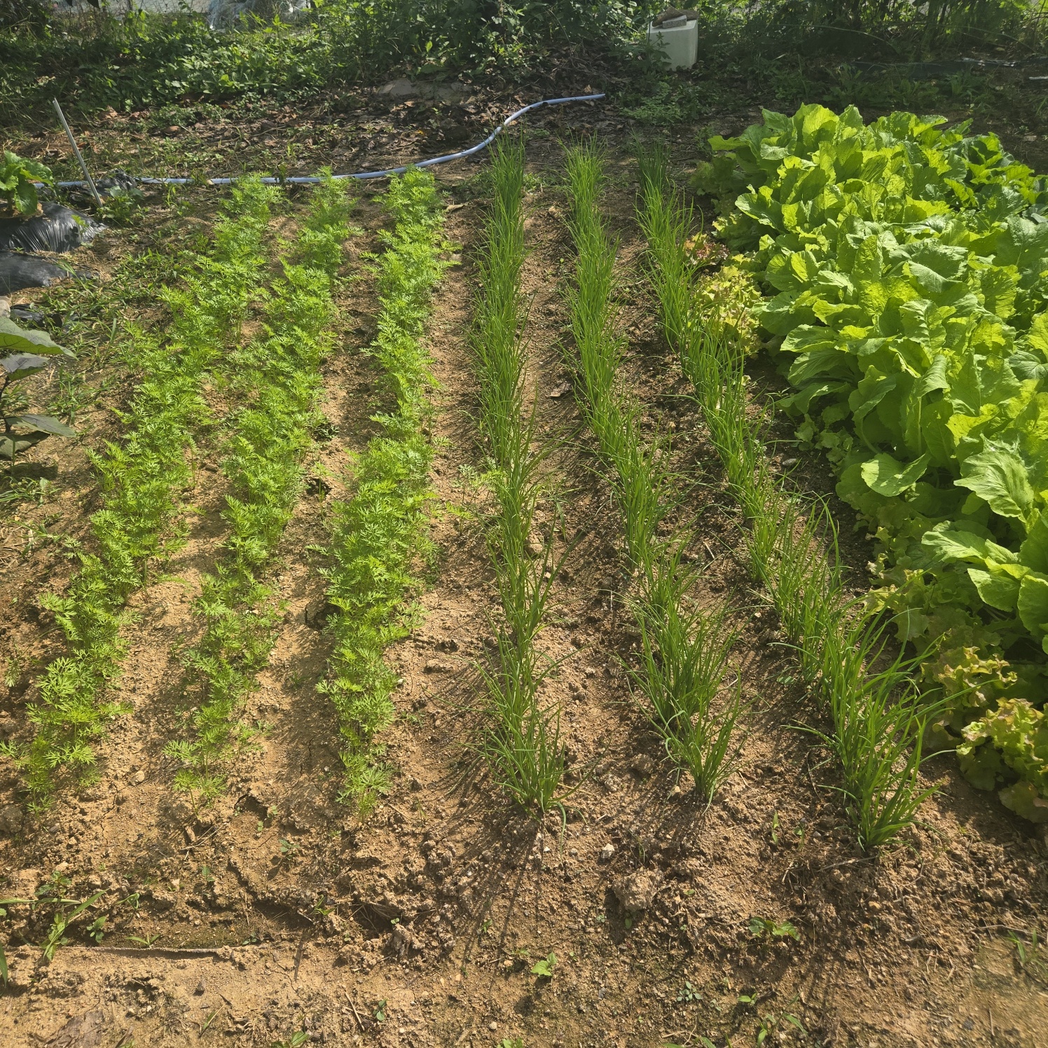 선남 산자락 텃밭주택지 사진 - 11