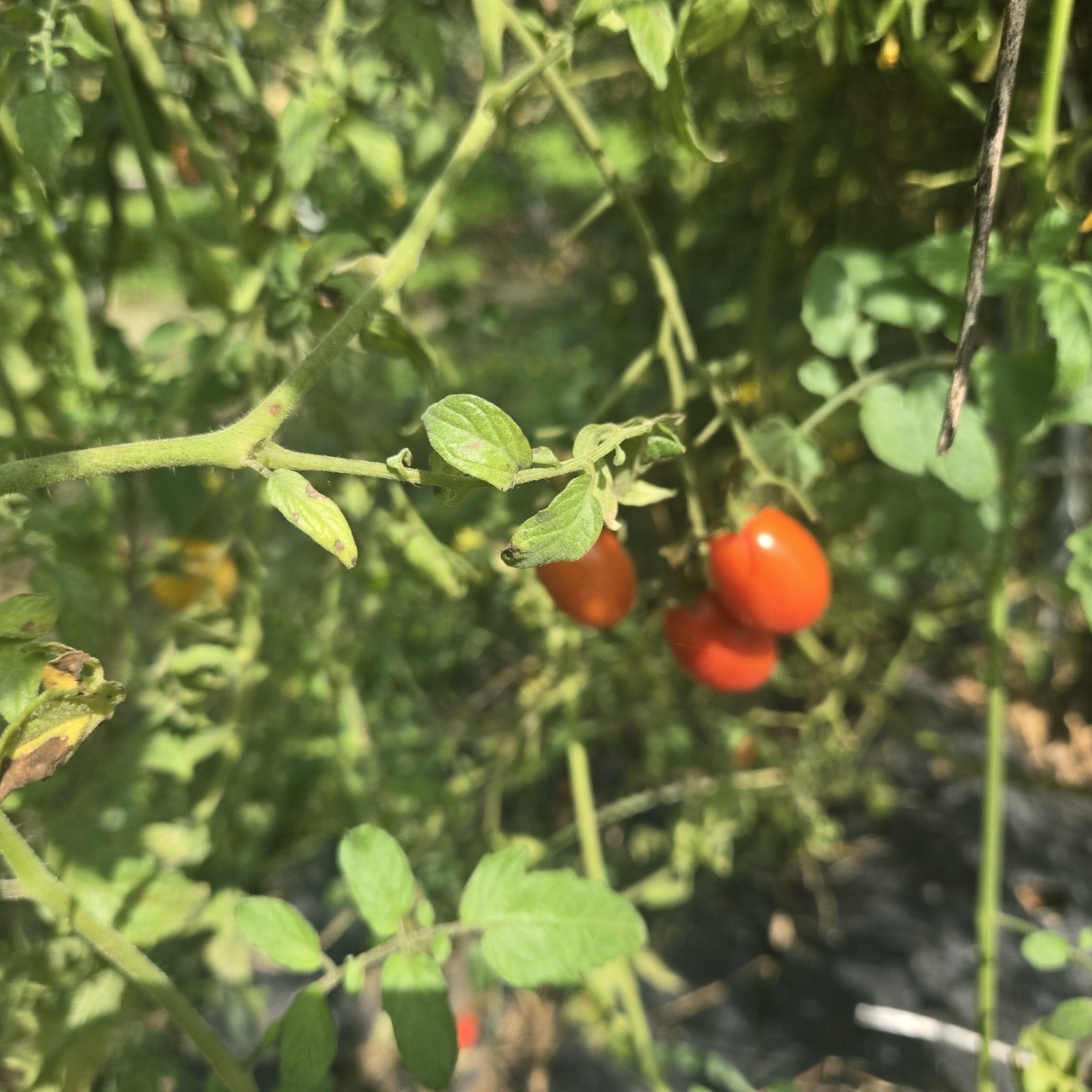 선남 산자락 텃밭주택지 사진 - 17