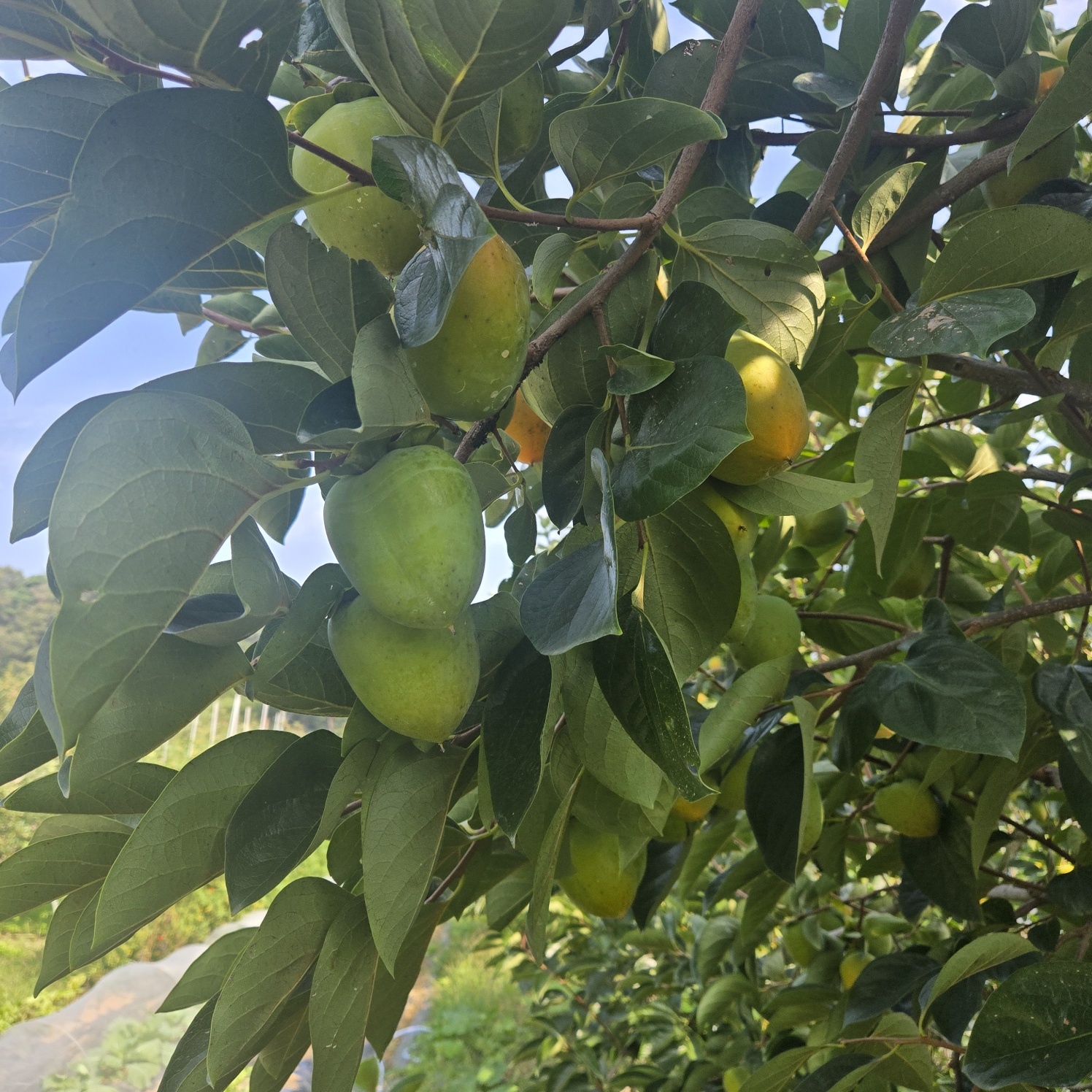 선남 산자락 텃밭주택지 사진 - 18