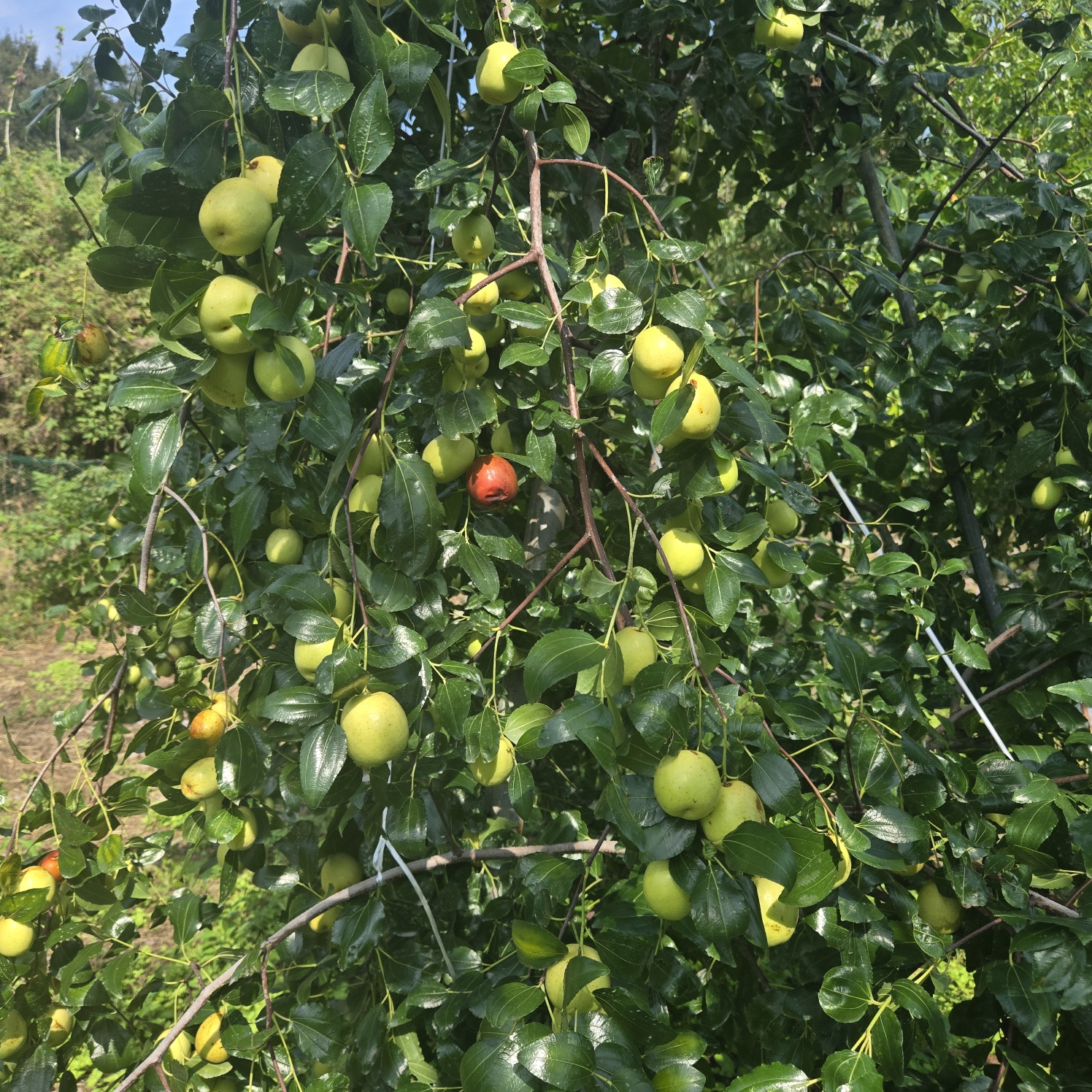 선남 산자락 텃밭주택지 사진 - 14