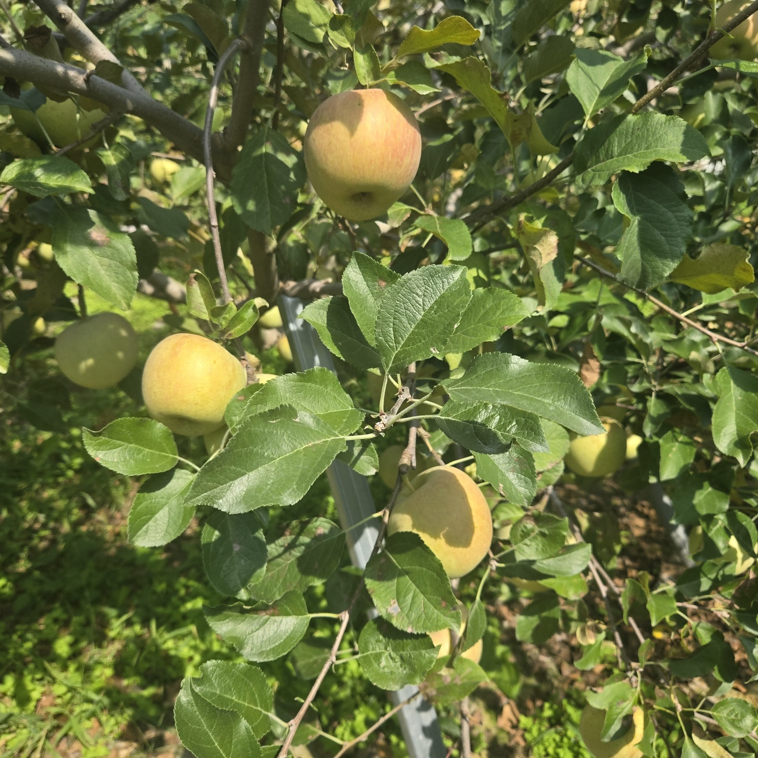 선남 산자락 텃밭주택지 사진 - 13