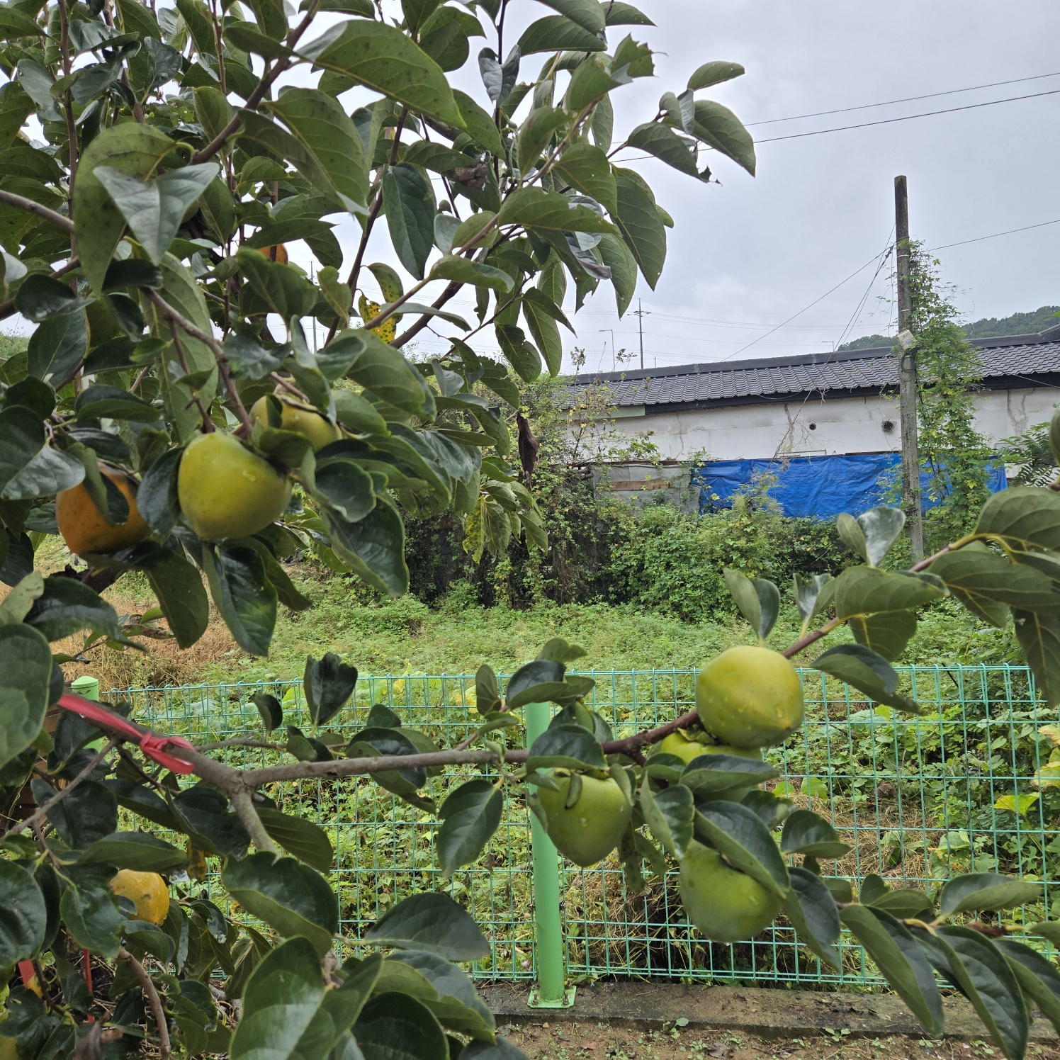 성주읍 조용한전원주택 사진 - 12