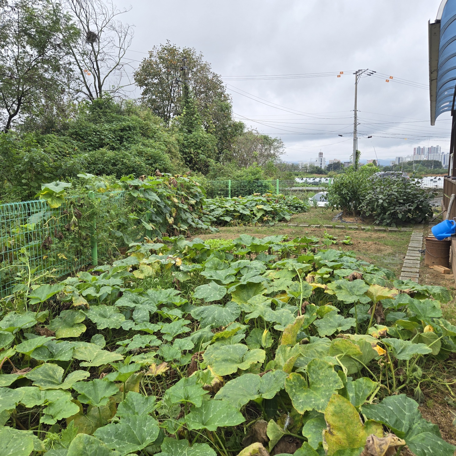 성주읍 조용한전원주택 사진 - 13