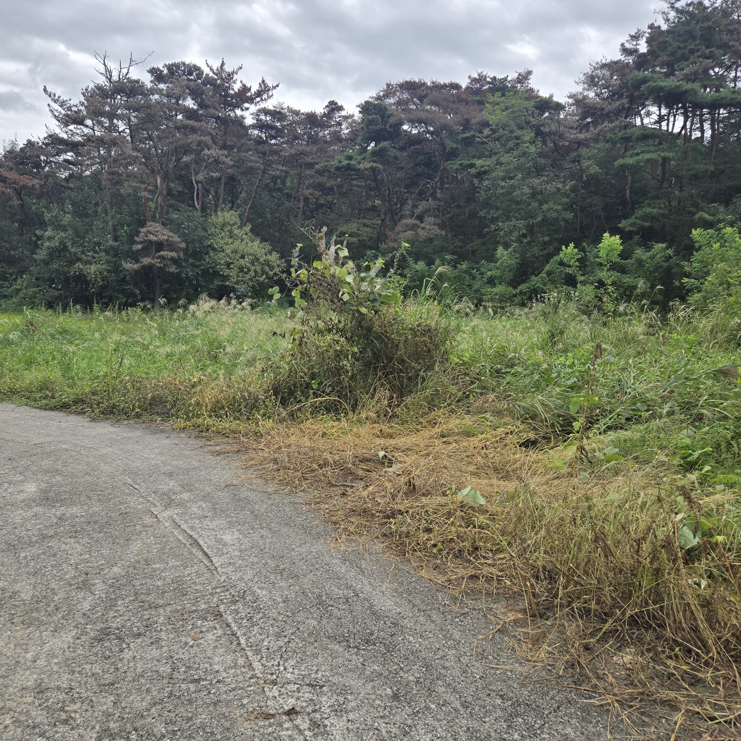 문양역 인근 주말쉼터투자땅매매 사진 - 4