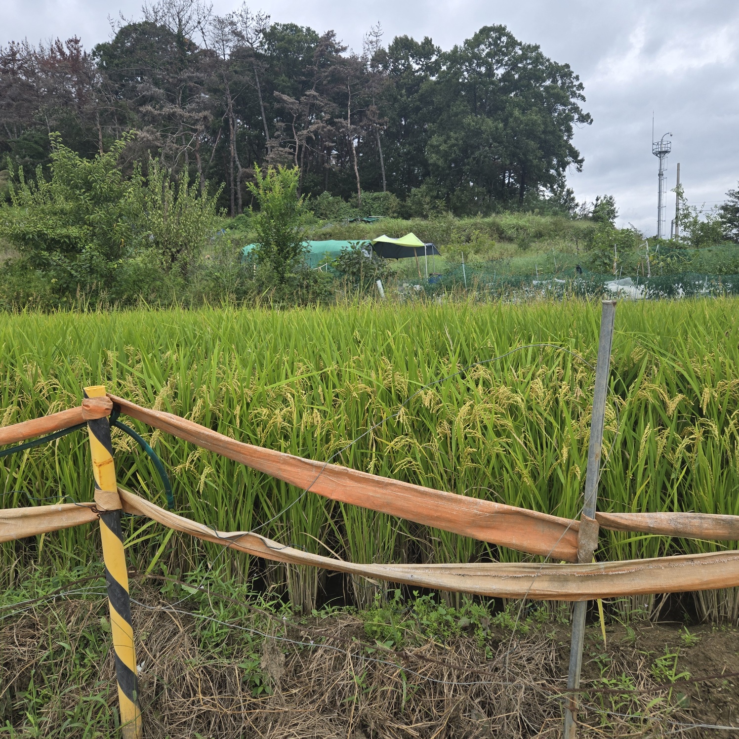 문양역 인근 주말쉼터투자땅매매 사진 - 5