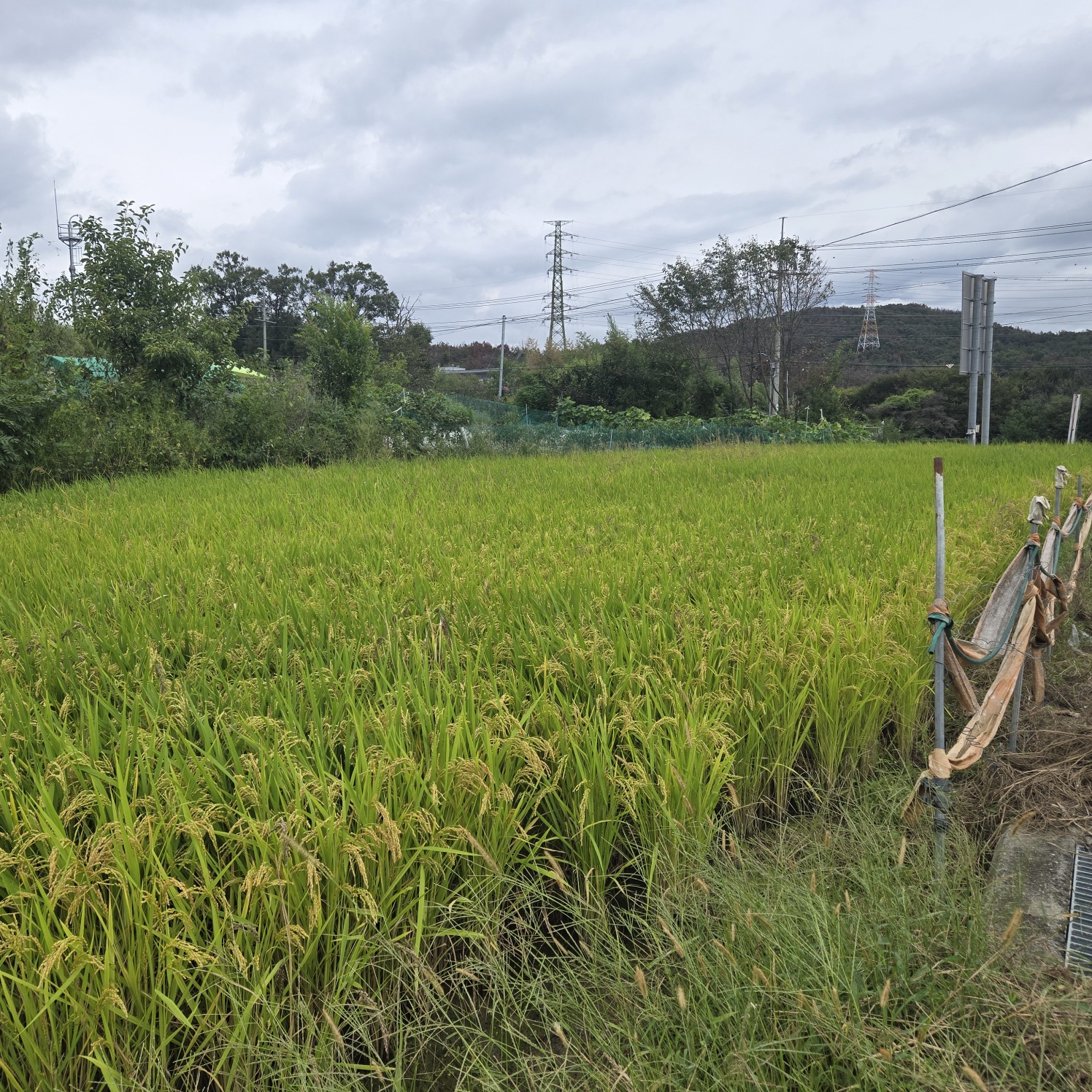 문양역 인근 주말쉼터투자땅매매 사진 - 8