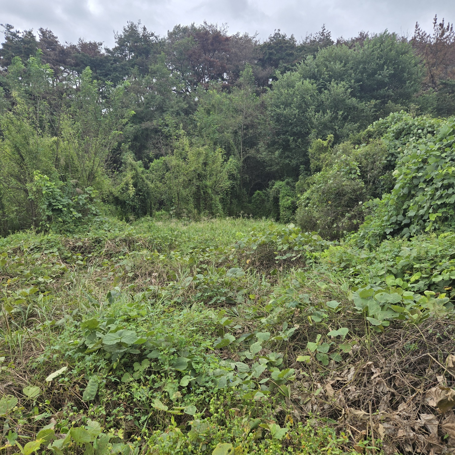 문양역 인근 주말쉼터투자땅매매 사진 - 10