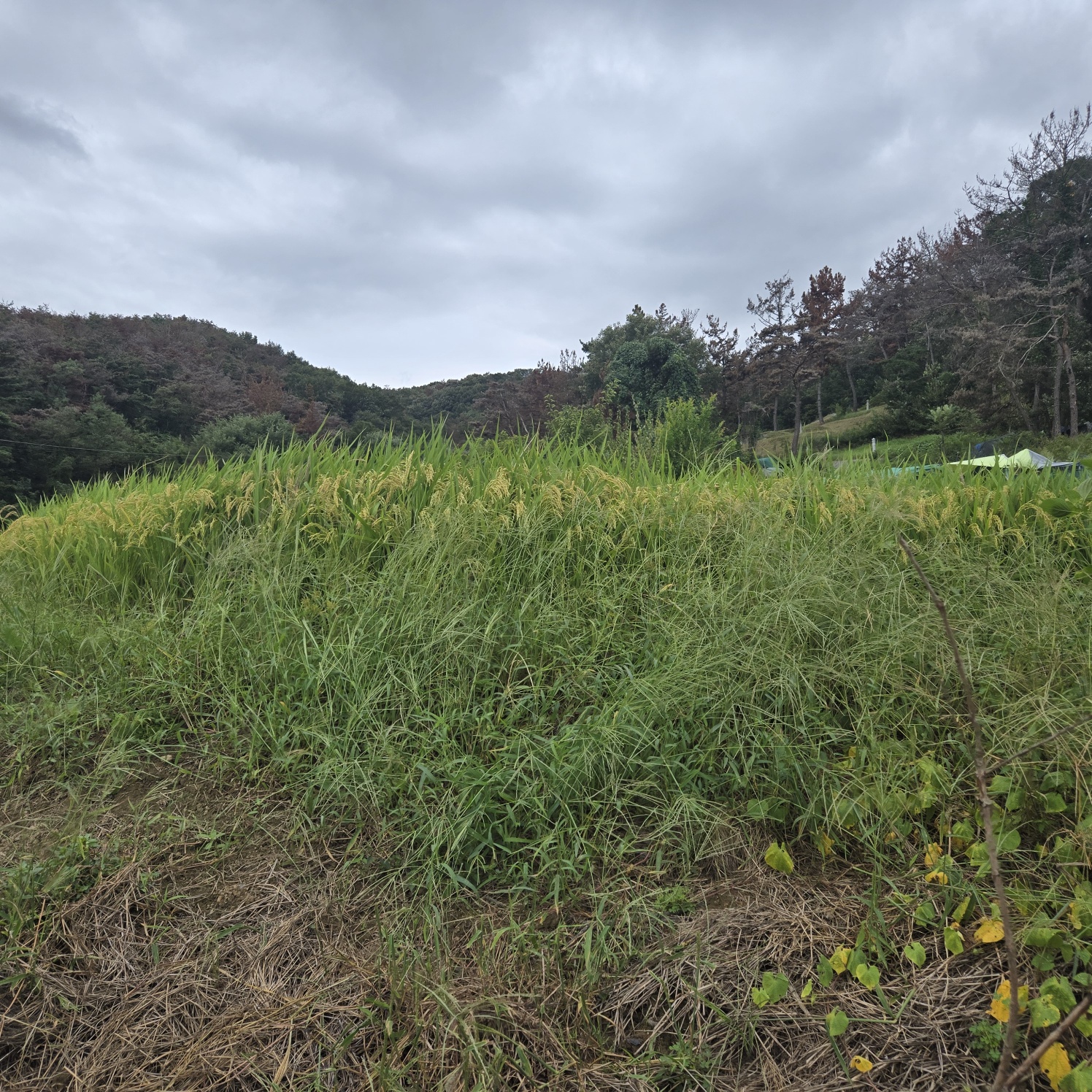 문양역 인근 주말쉼터투자땅매매 사진 - 9