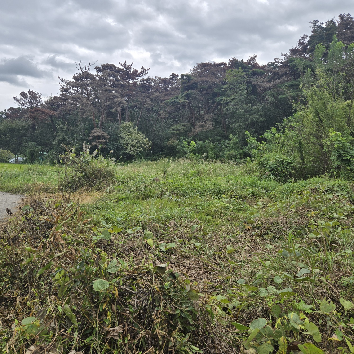 문양역 인근 주말쉼터투자땅매매 사진 - 11