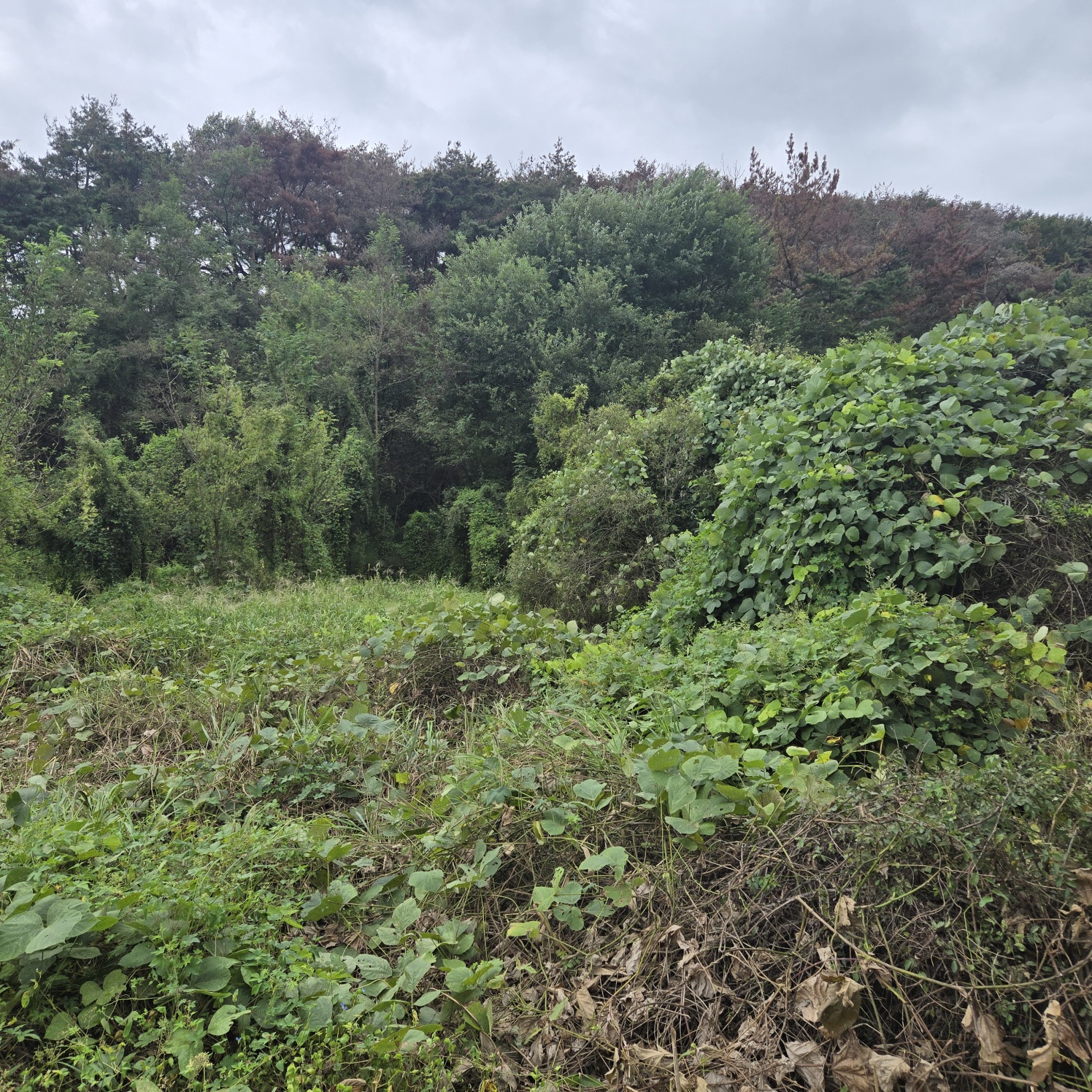 문양역 인근 주말쉼터투자땅매매 사진 - 12