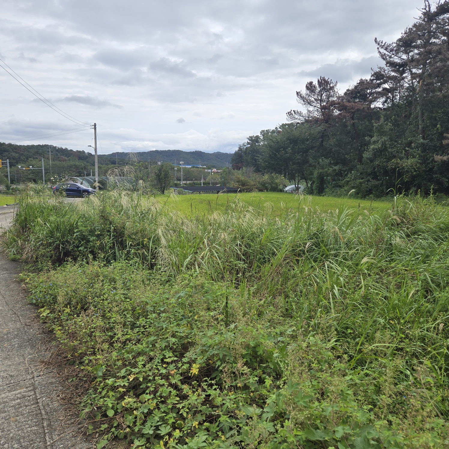 문양역 인근 주말쉼터투자땅매매 사진 - 14