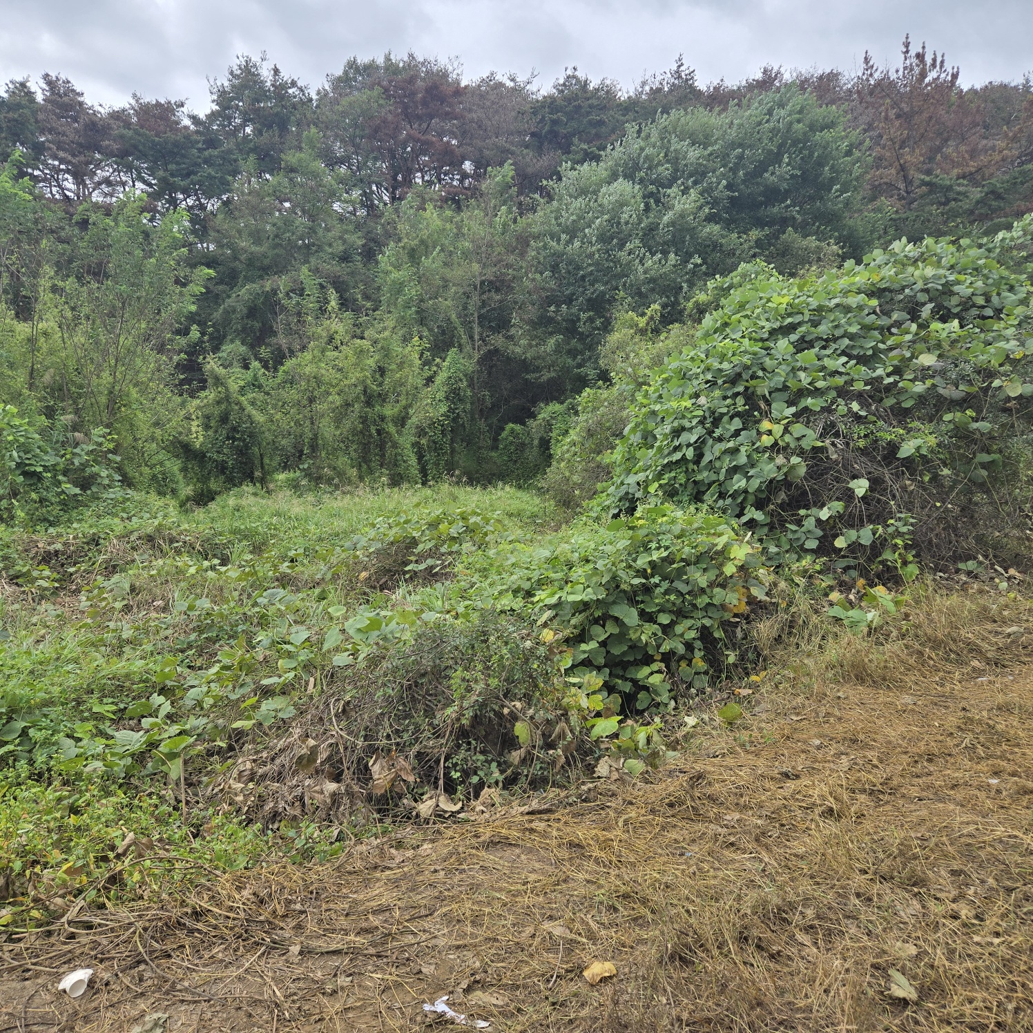 문양역 인근 주말쉼터투자땅매매 사진 - 15