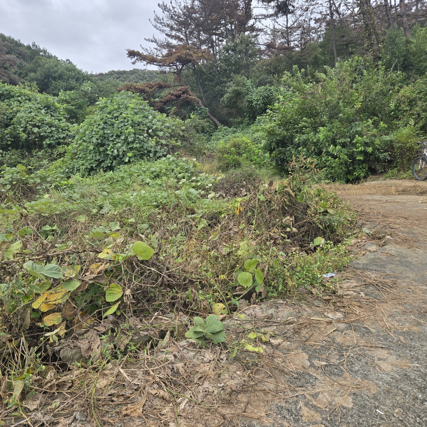 문양역 인근 주말쉼터투자땅매매 사진 - 17