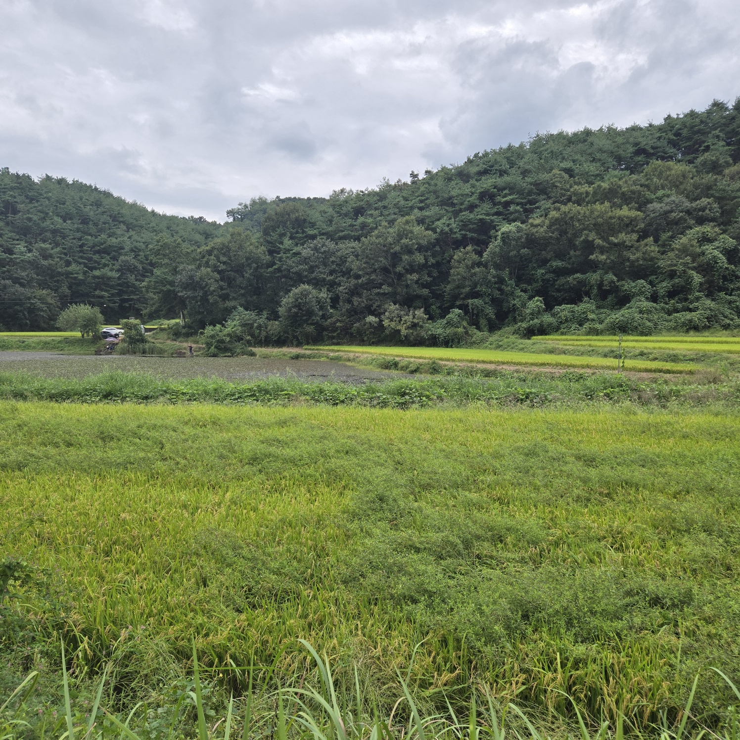 호수가낚시 하기좋은땅 사진 - 8