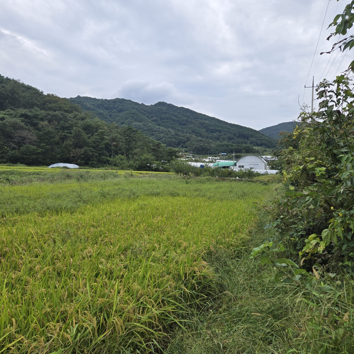 호수가낚시 하기좋은땅 사진 - 7