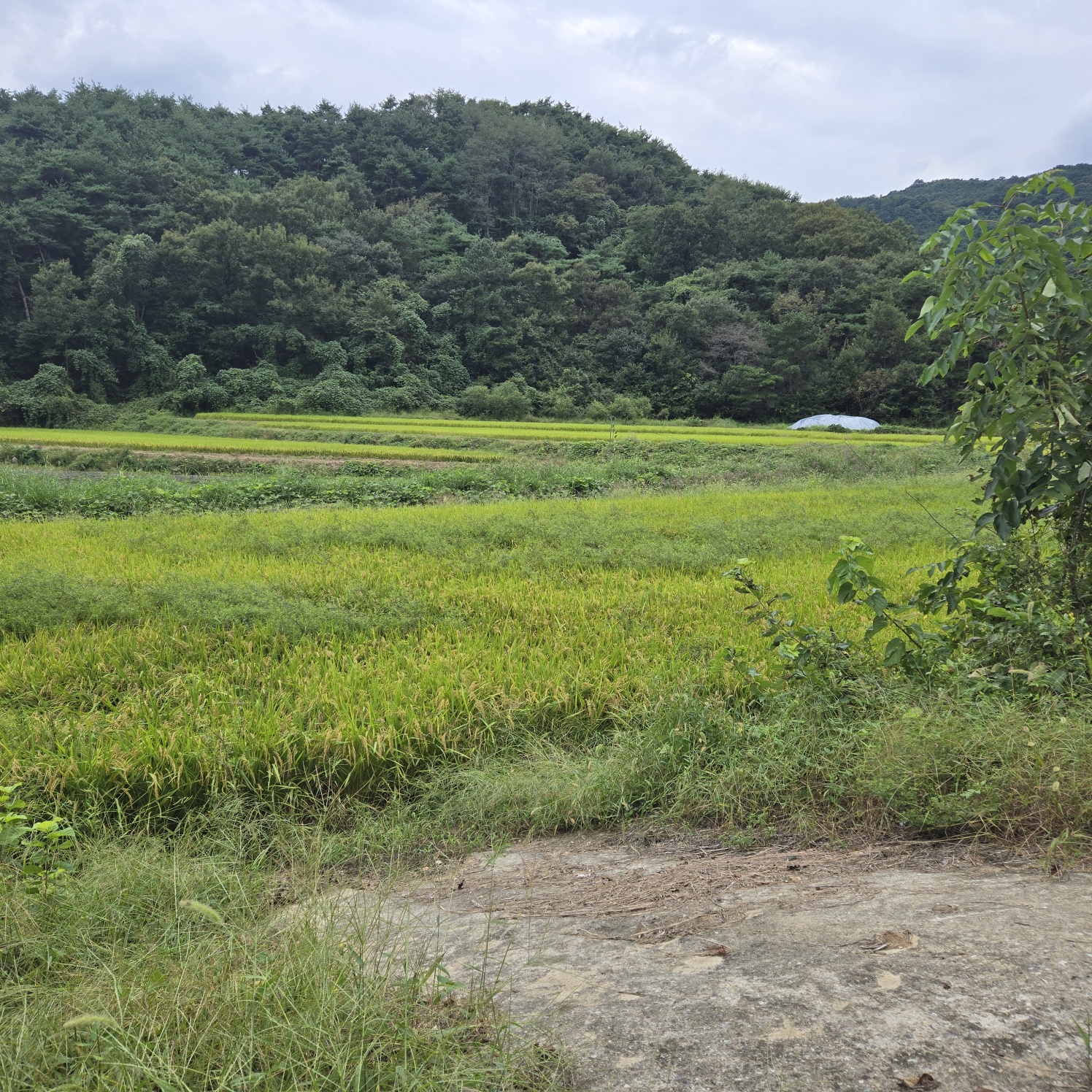 호수가낚시 하기좋은땅 사진 - 1