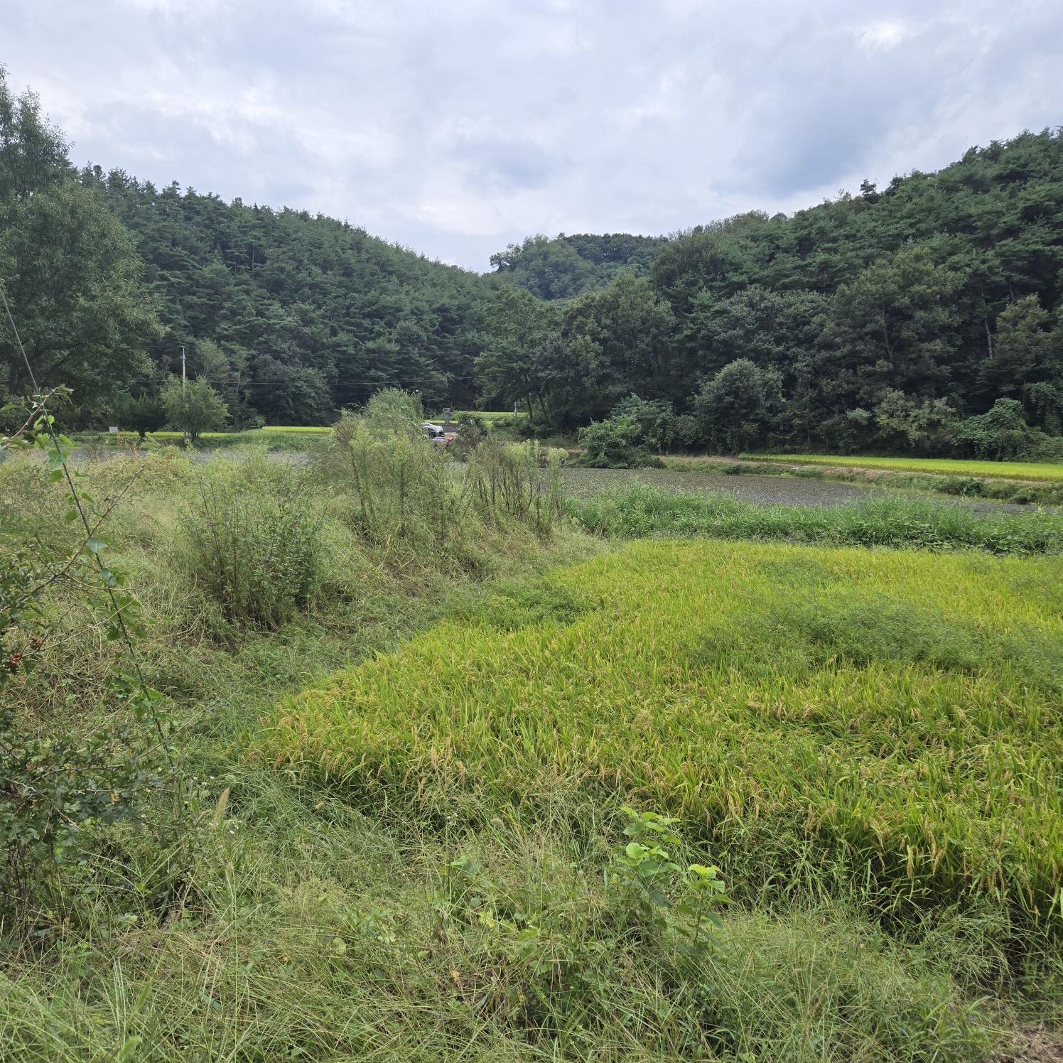 호수가낚시 하기좋은땅 사진 - 2
