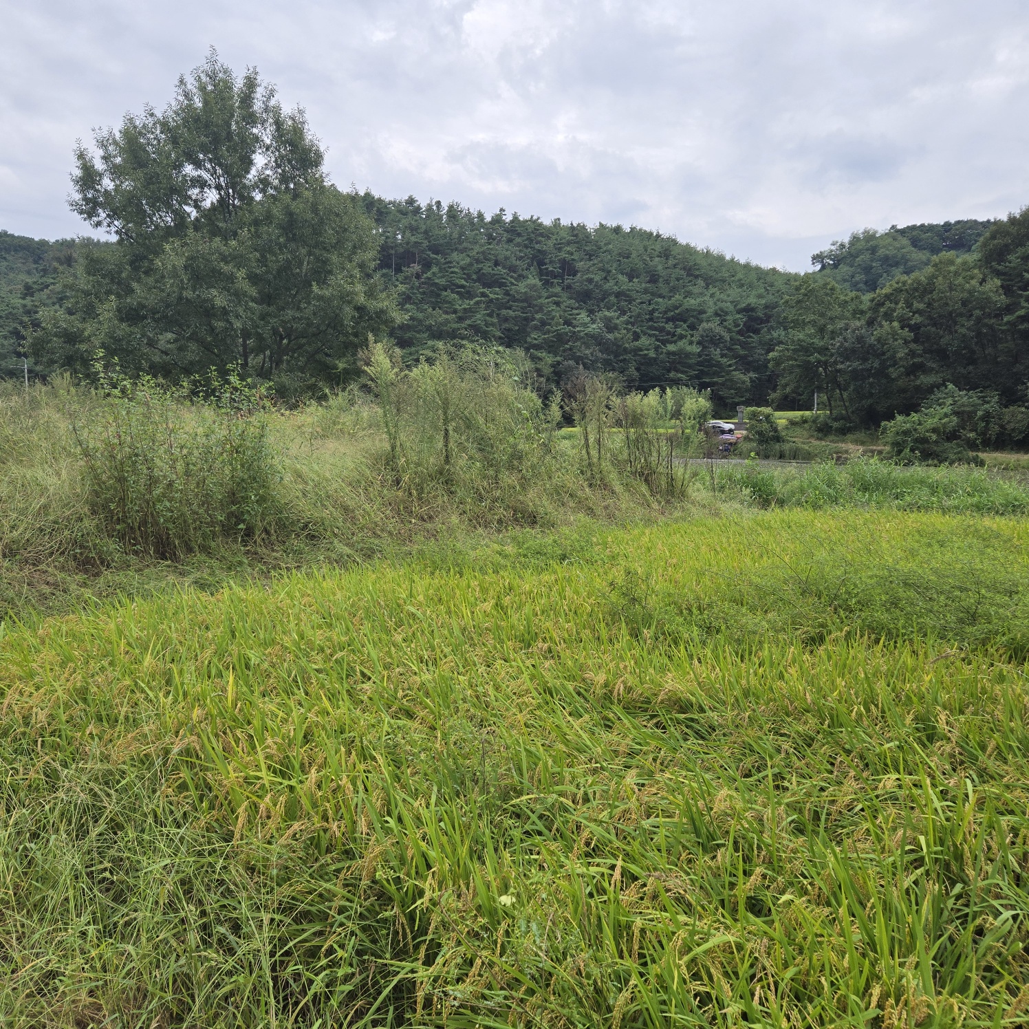 호수가낚시 하기좋은땅 사진 - 3