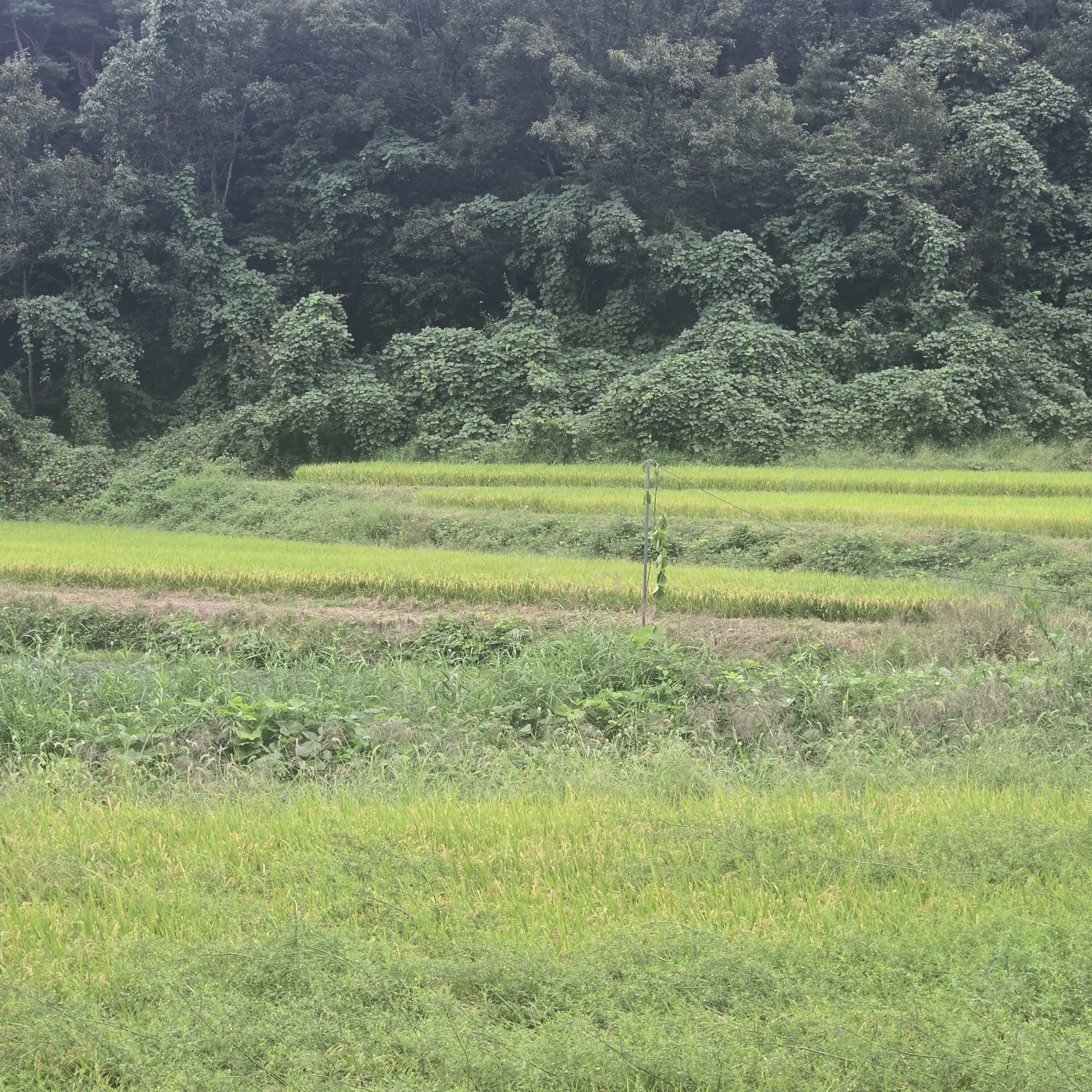 호수가낚시 하기좋은땅 사진 - 9