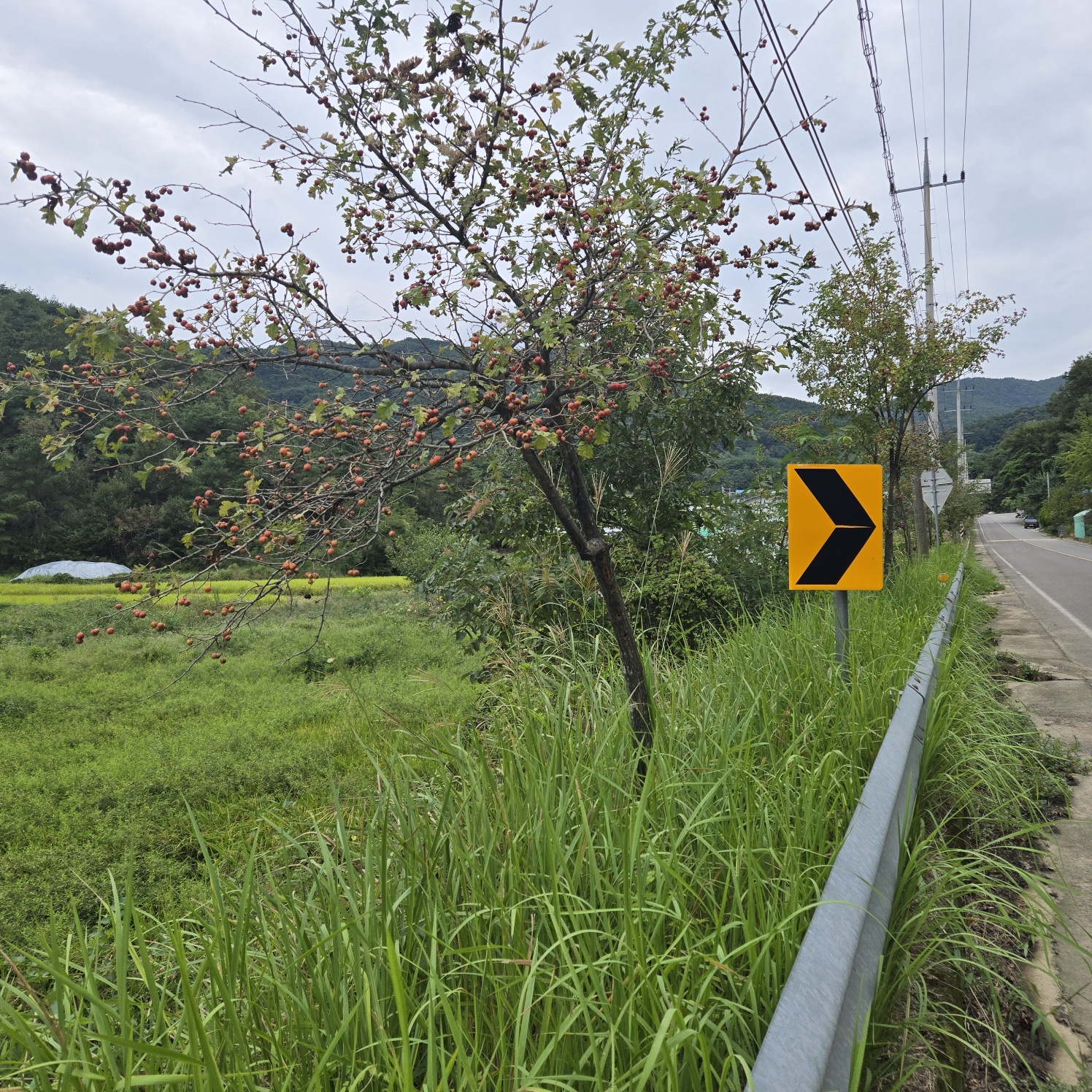 호수가낚시 하기좋은땅 사진 - 11