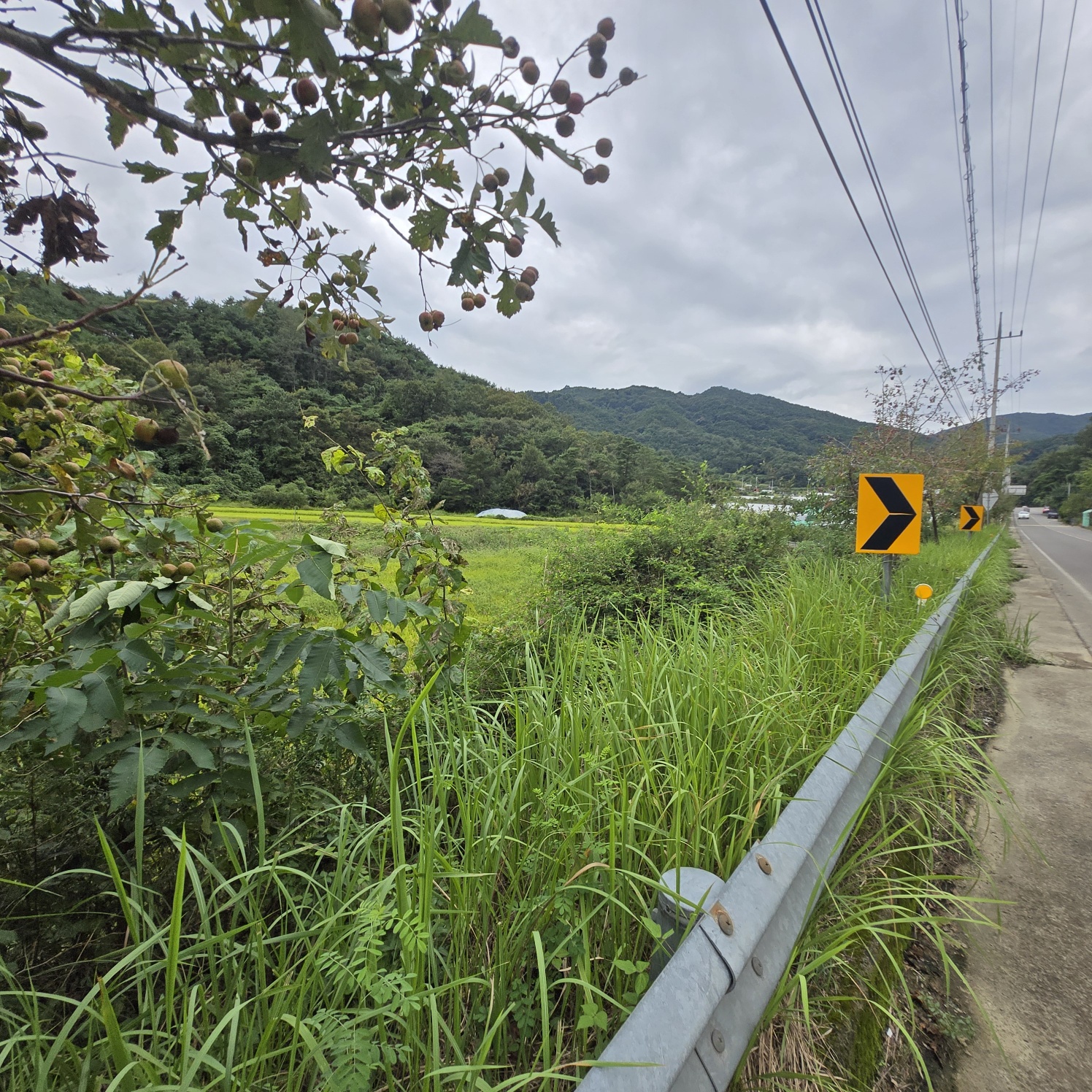 호수가낚시 하기좋은땅 사진 - 13