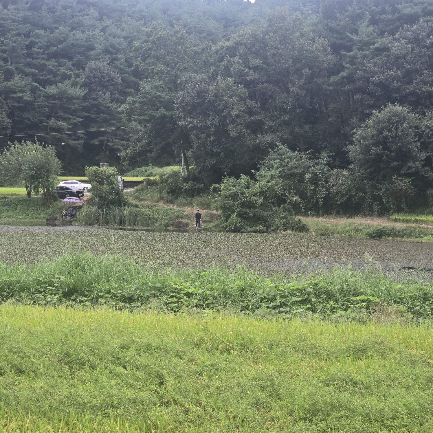 호수가낚시 하기좋은땅 사진 - 10