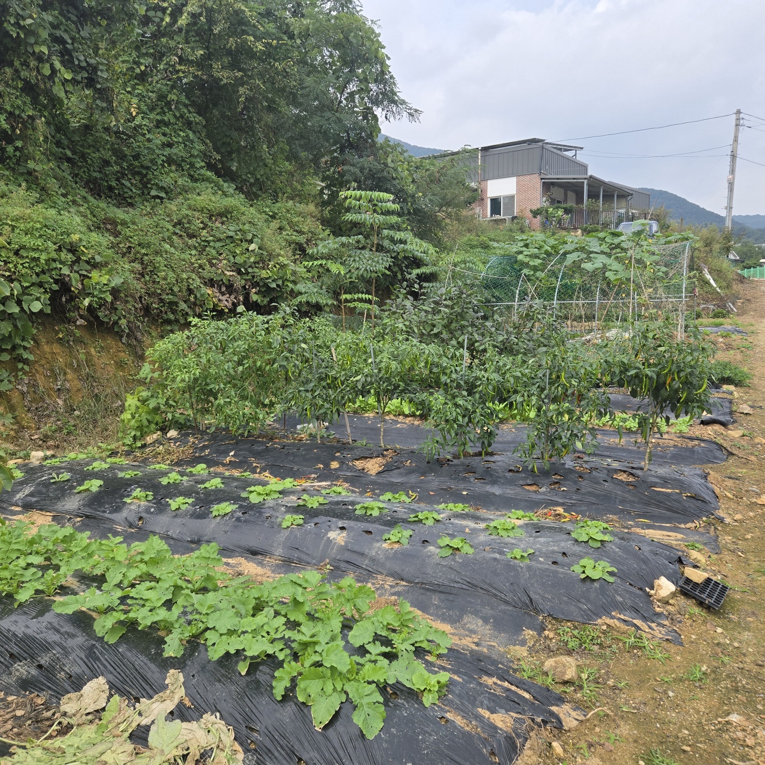 전망좋은 산자락텃밭주택지 사진 - 7