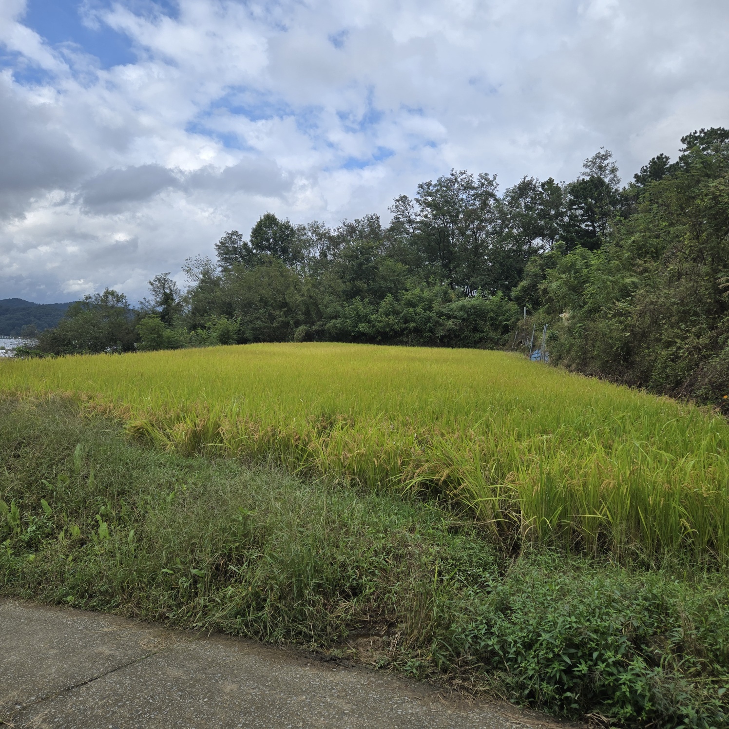 급매 전망공기좋은 텃밭주택지 사진 - 2