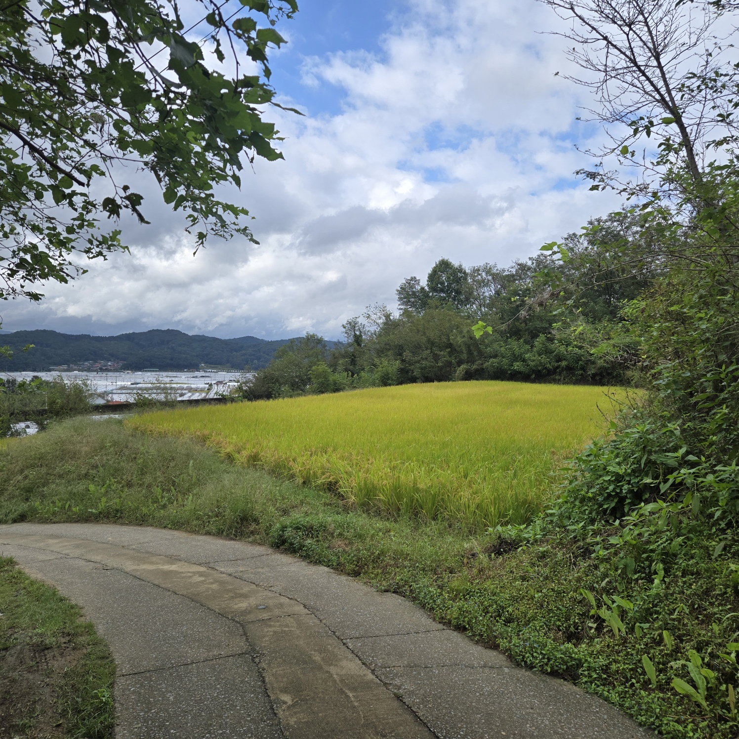 급매 전망공기좋은 텃밭주택지 사진 - 3
