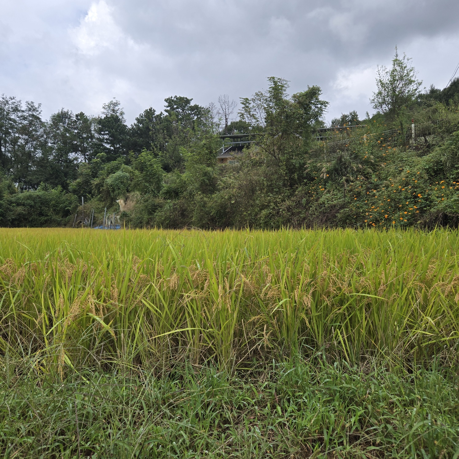 급매 전망공기좋은 텃밭주택지 사진 - 4