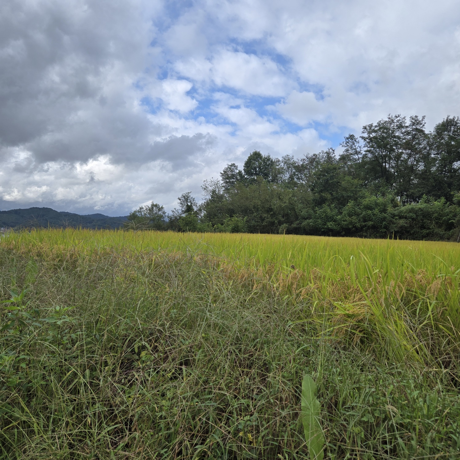 급매 전망공기좋은 텃밭주택지 사진 - 5