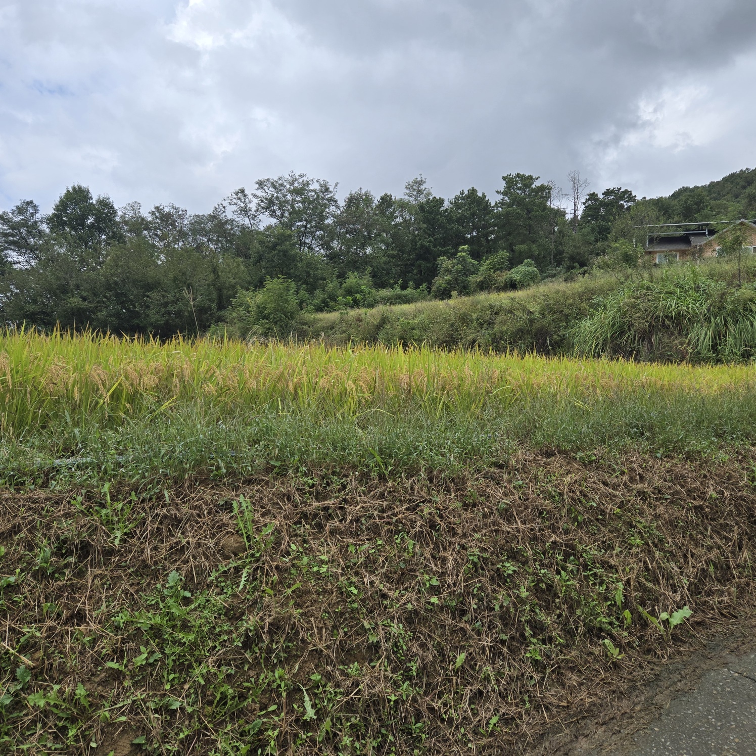 급매 전망공기좋은 텃밭주택지 사진 - 7